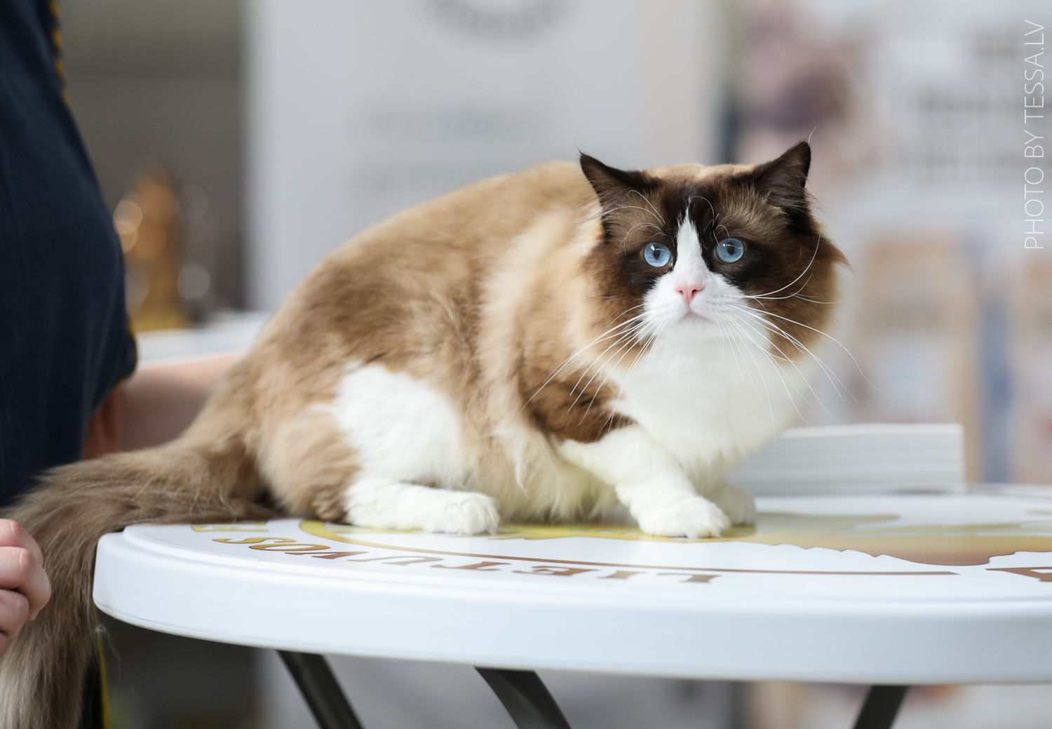 Alvin Royal Fuzzypants*LT