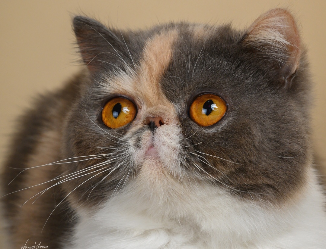 JCH. HR*Dux Regnum Noble Riva