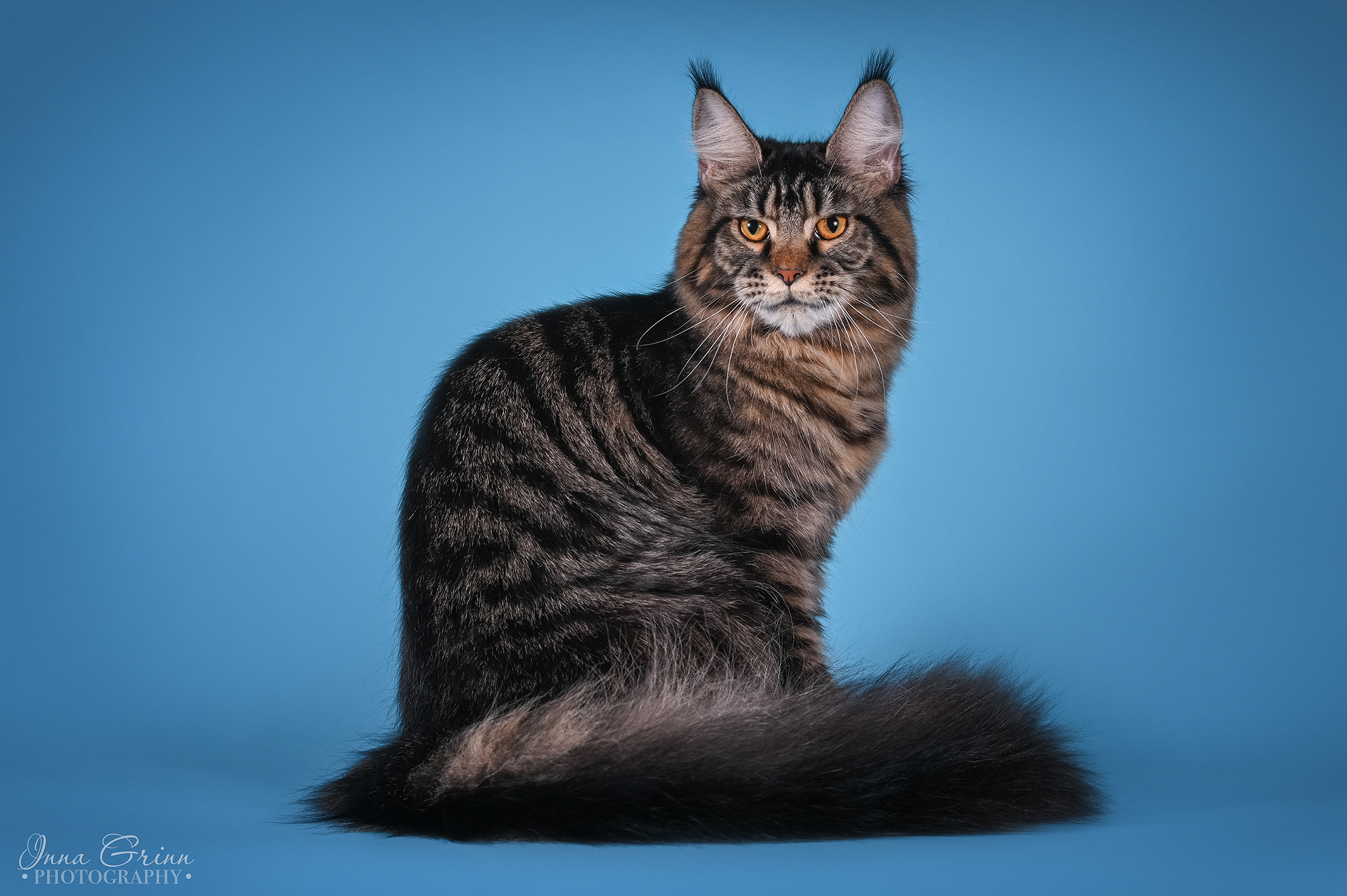 ICH. Bugatti Polei's Pride