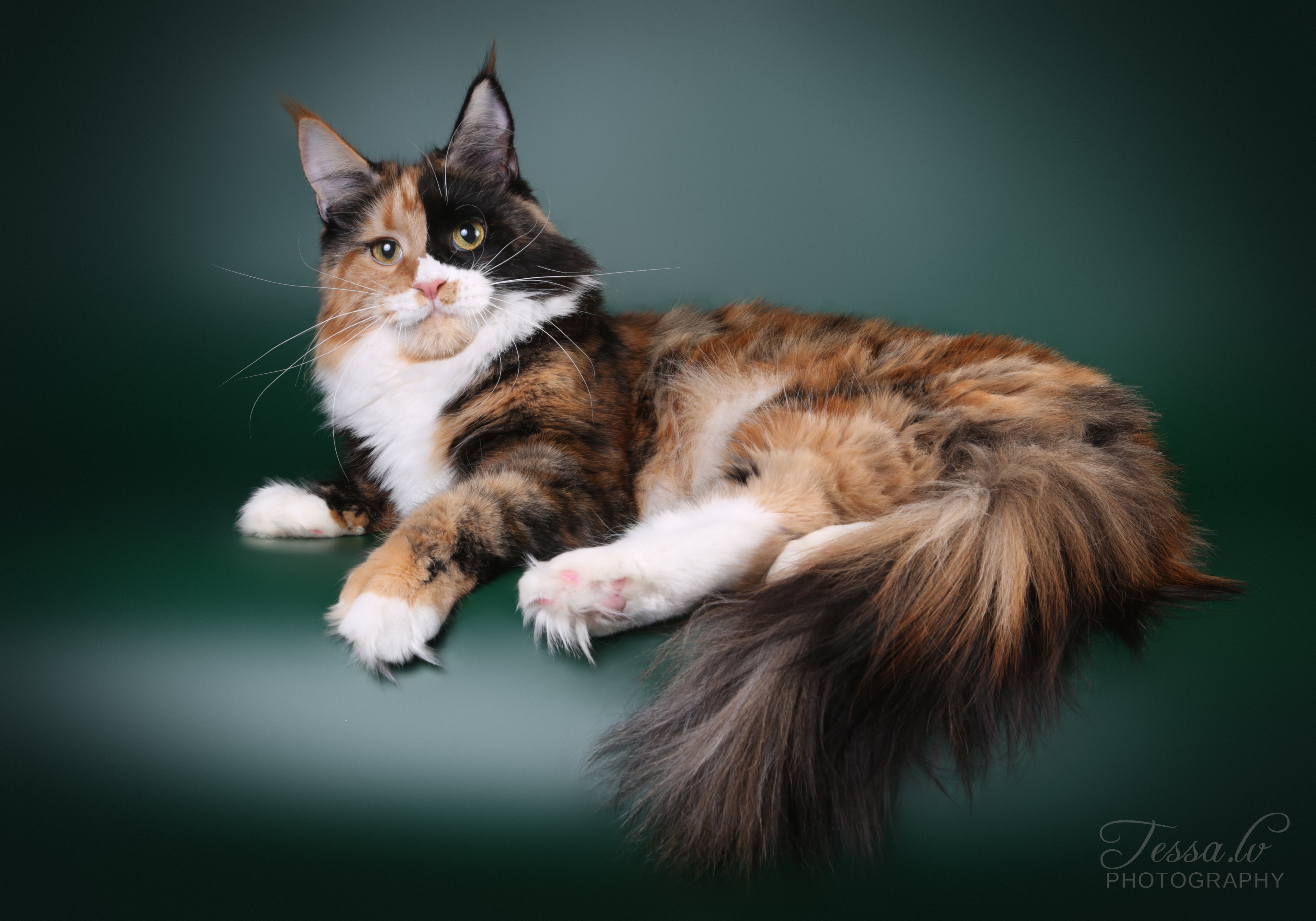 WCH. Euphoria Sheremy