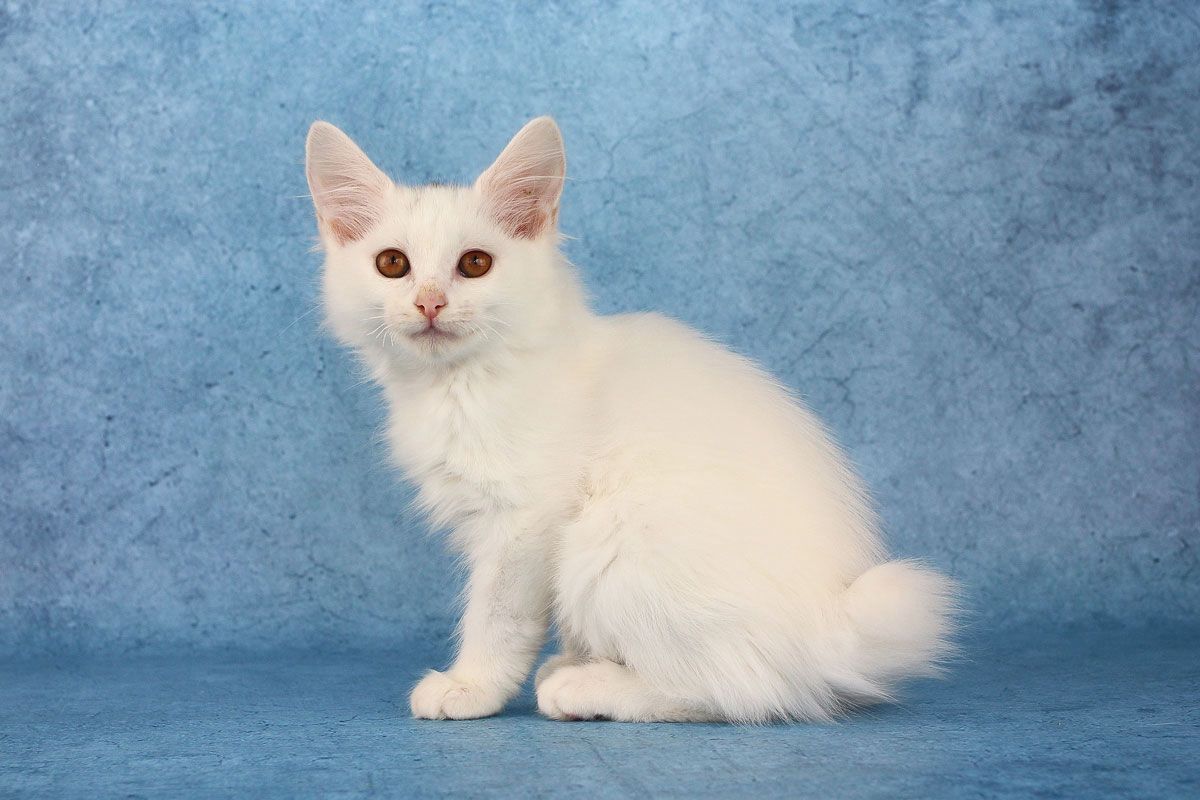 Zabava Imperial Pompon