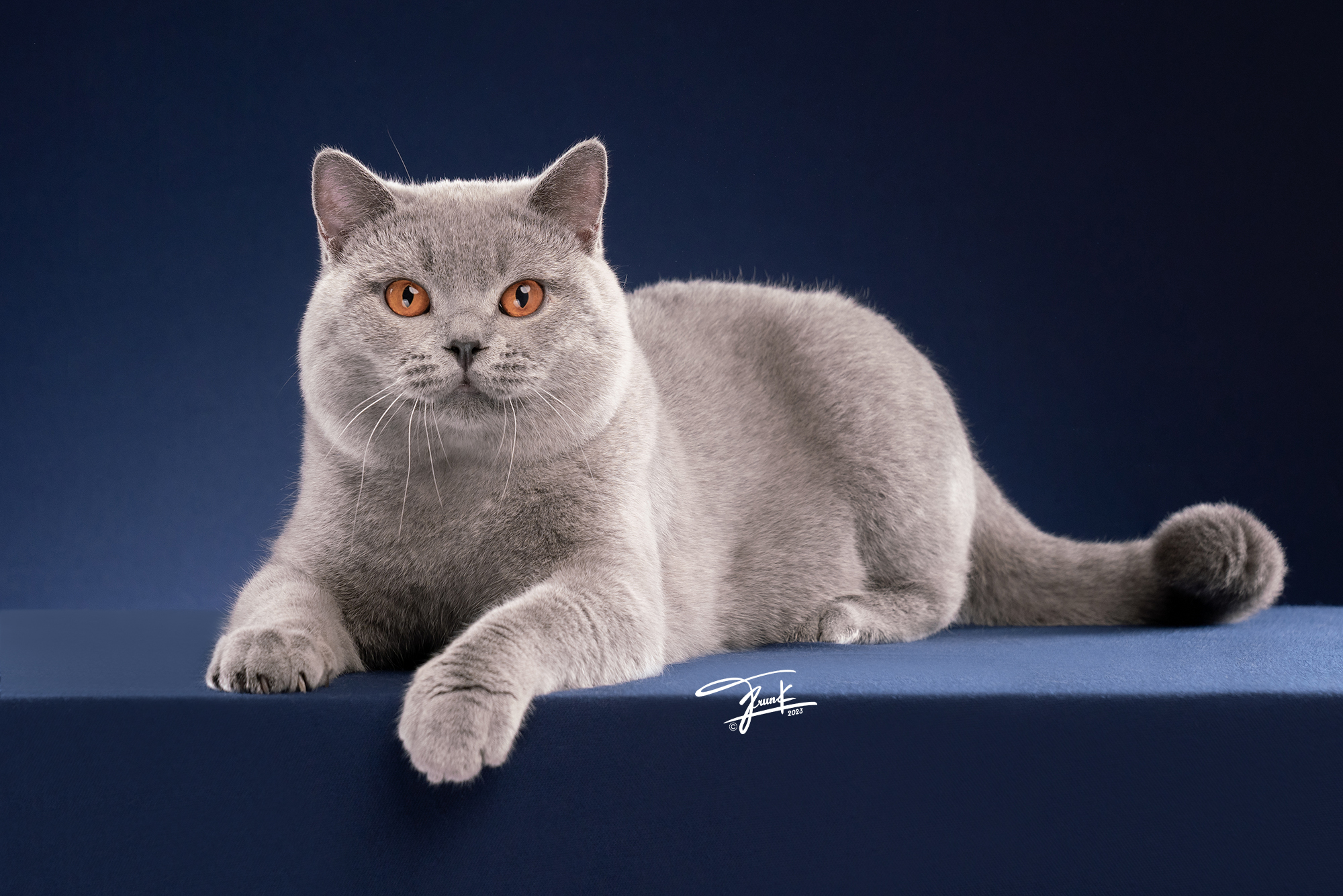 Ninety Nine Meowvibha
