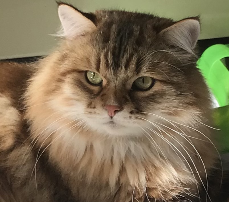 CH. Palekh Onix Gloria