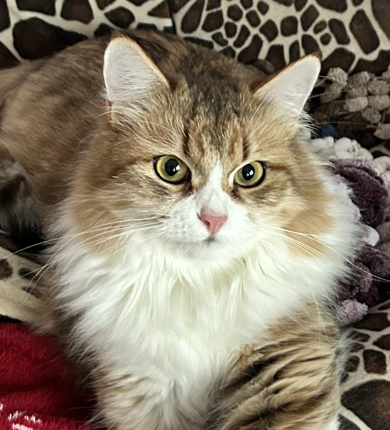 Lynx Of Isengard Freya