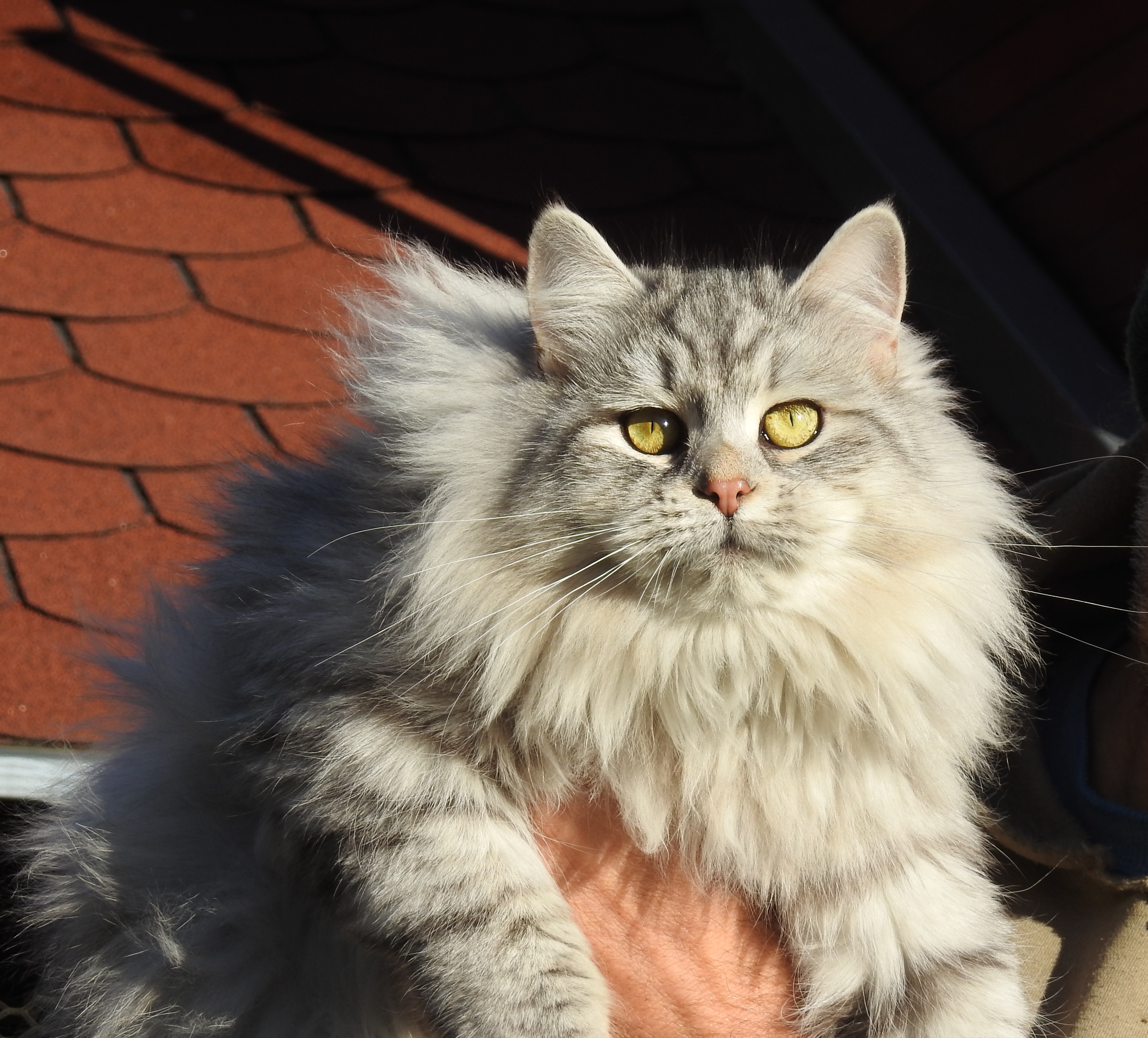 Quinn White Witch, CZ