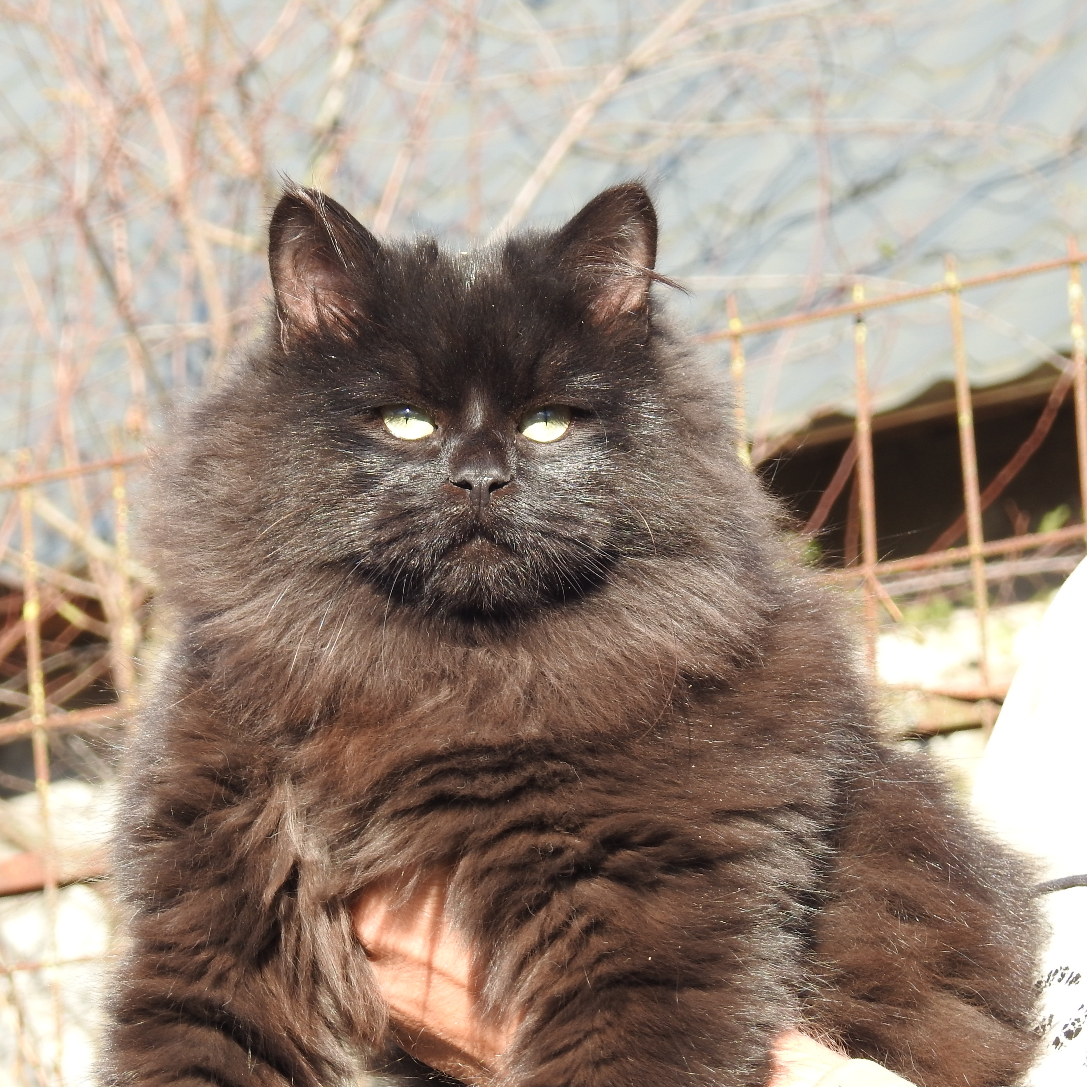 Siblione Igor