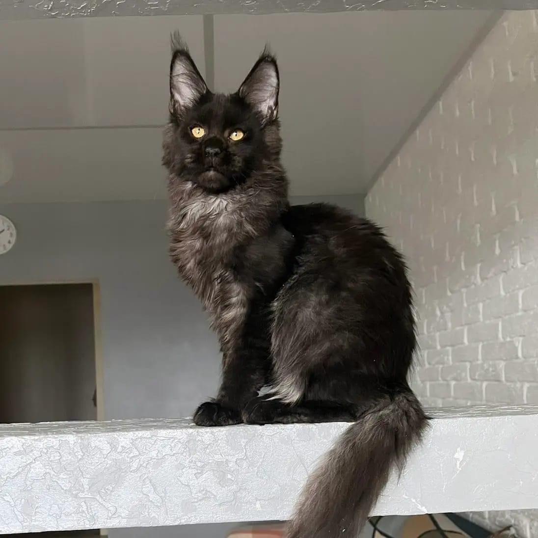 Jule’s Dream Prince