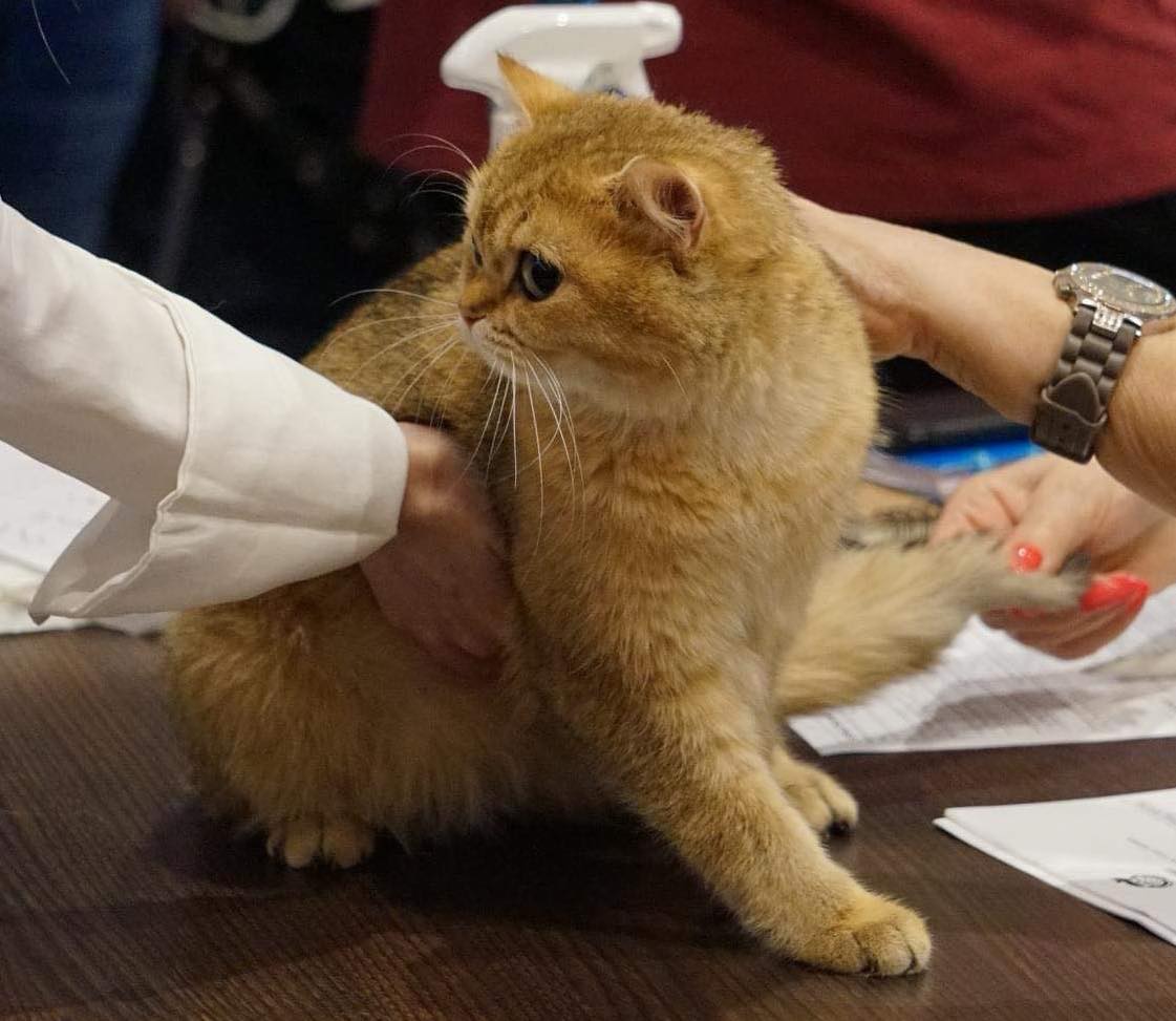 CH. Golden Fairytaile Celeste