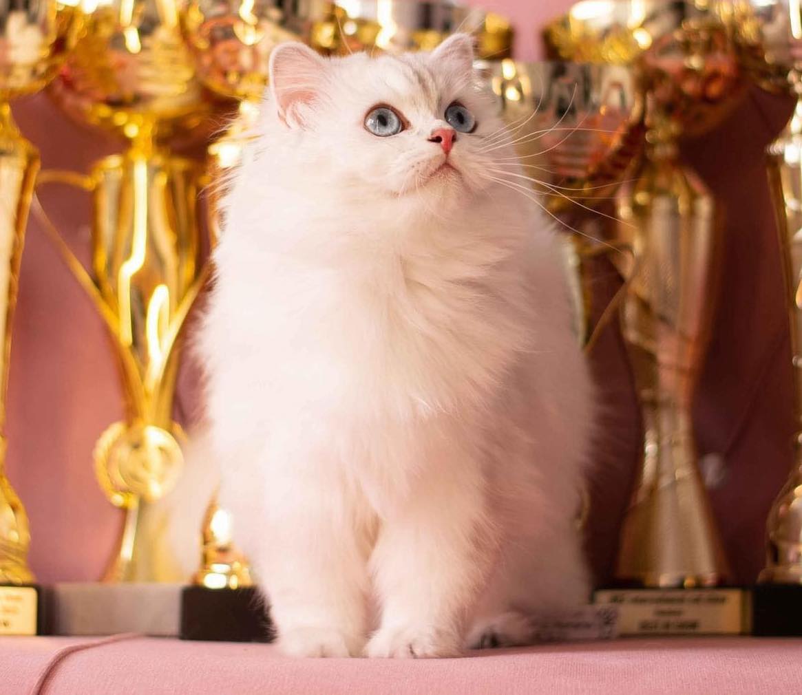 CH. Golden Fairytaile Filipa