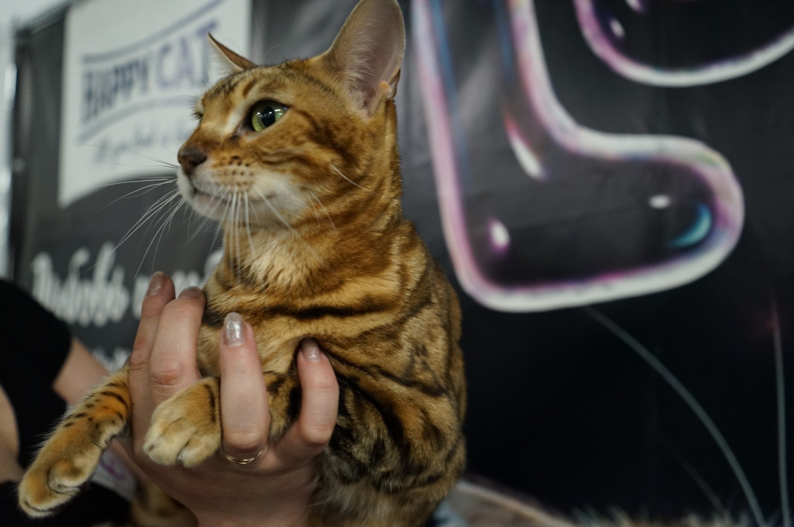 CH. Margosha Leofleur