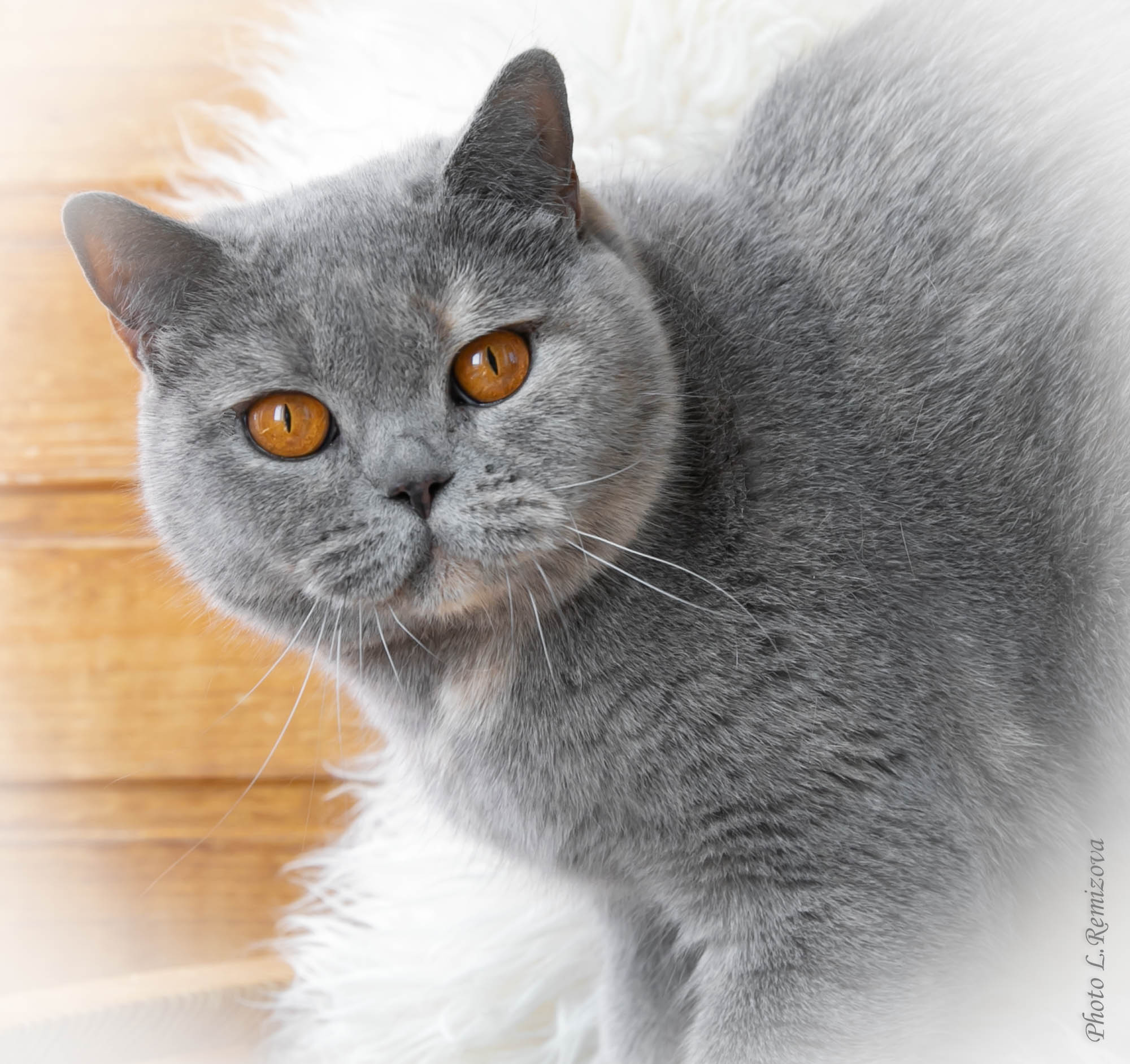 PR. Grandroshell Vlastelina