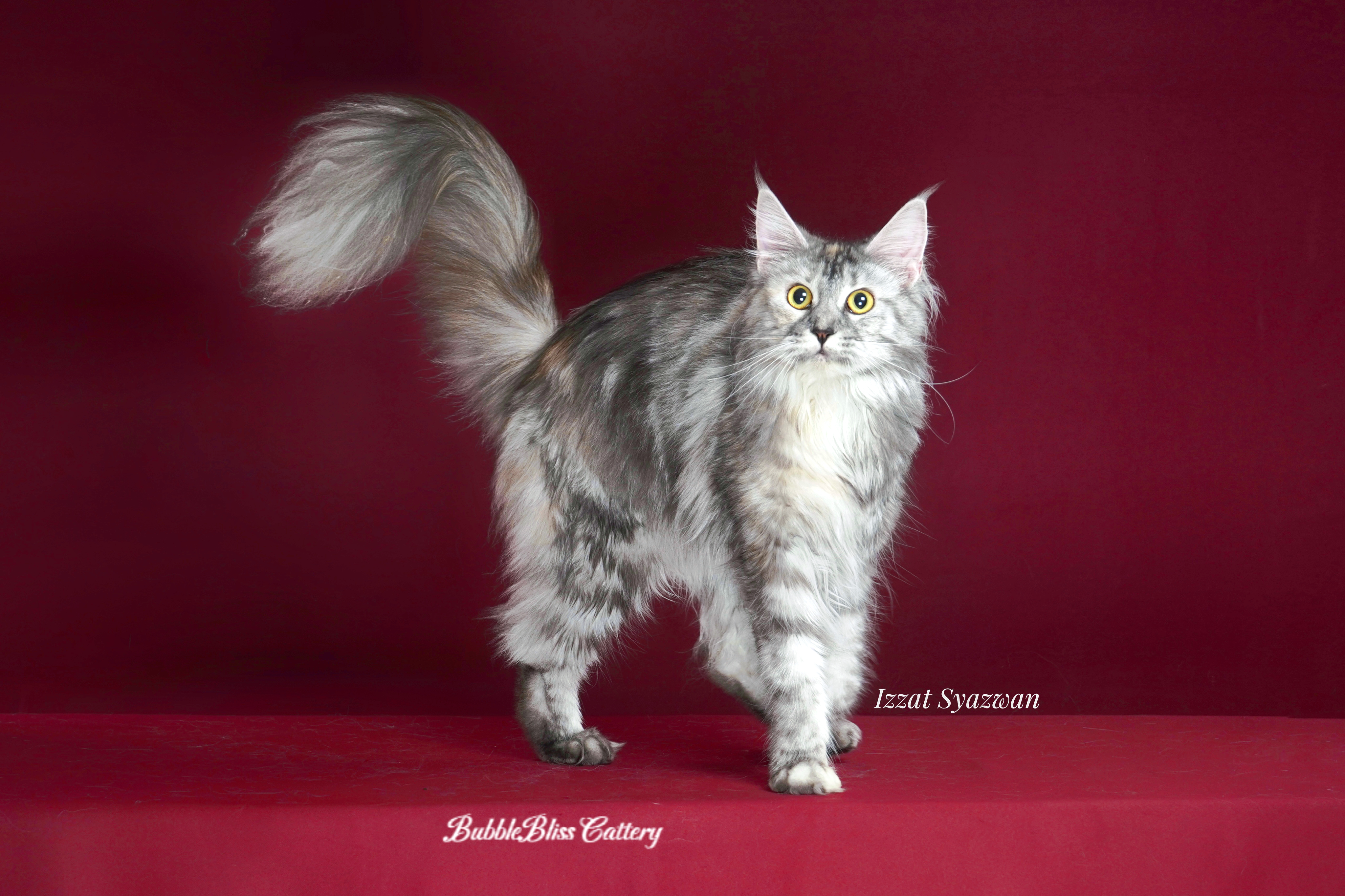 KCH. Little Pawprint Morris