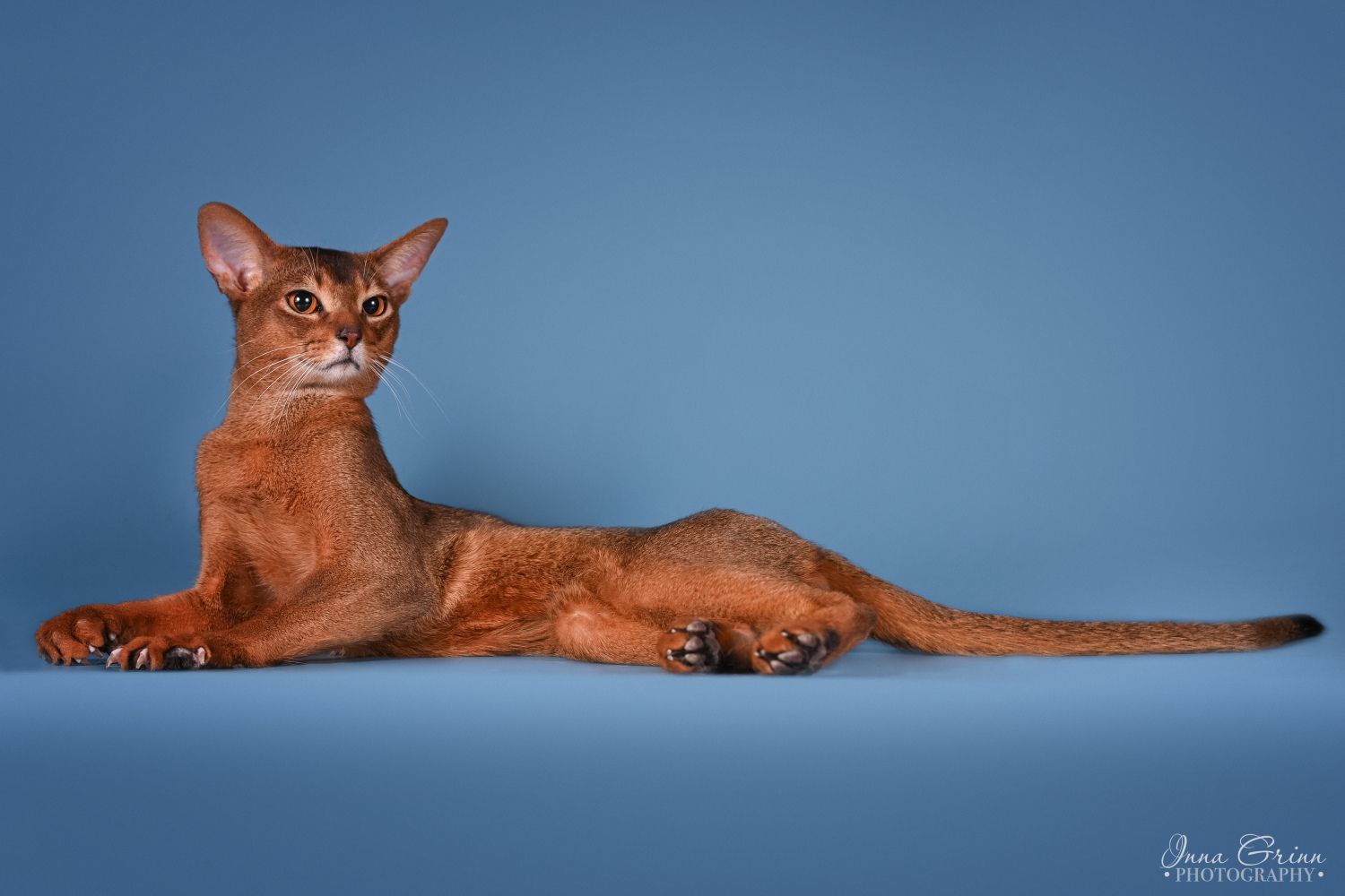 CH. Kriss Latvian miracle