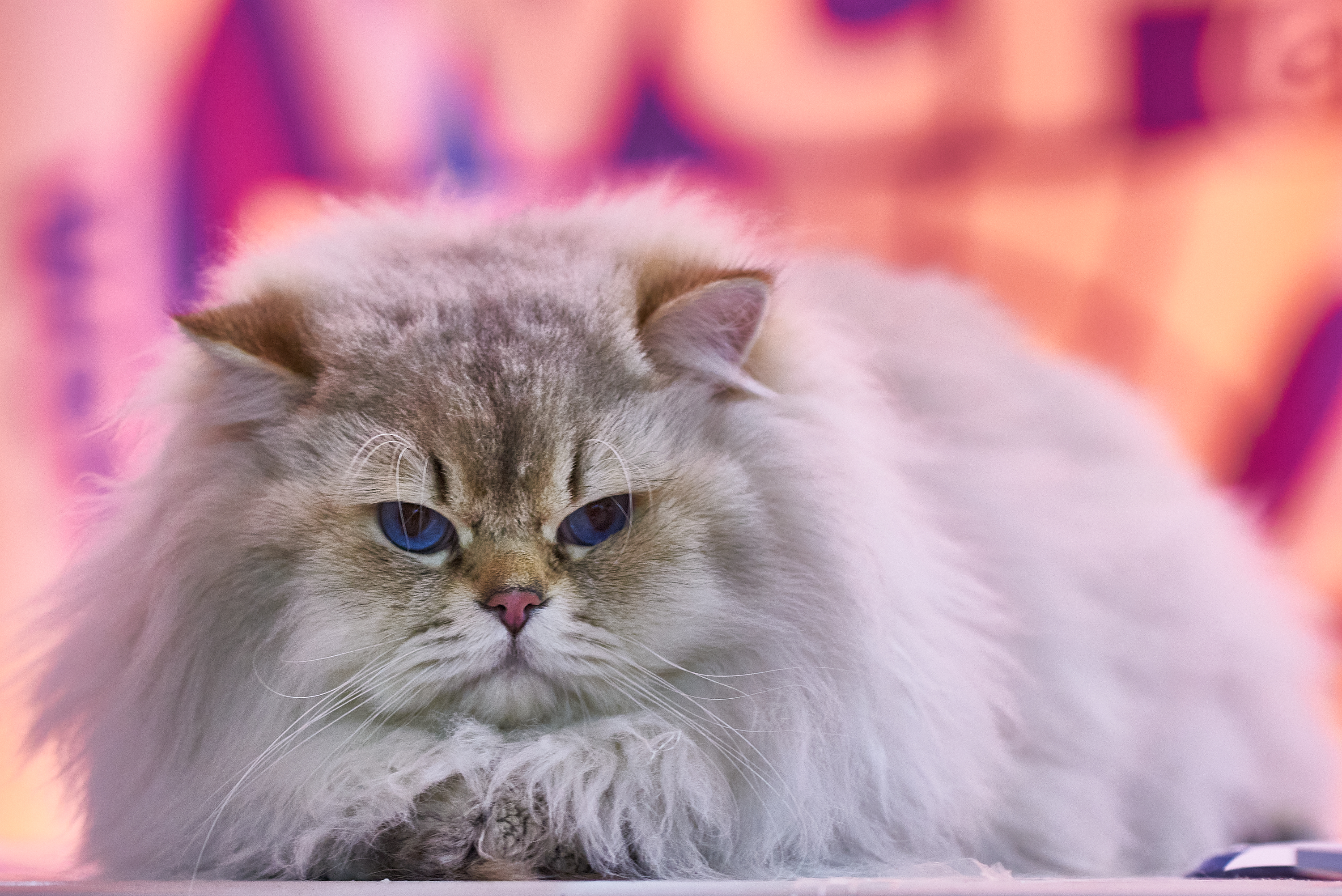 CH. Golden Serenity C.Ocean