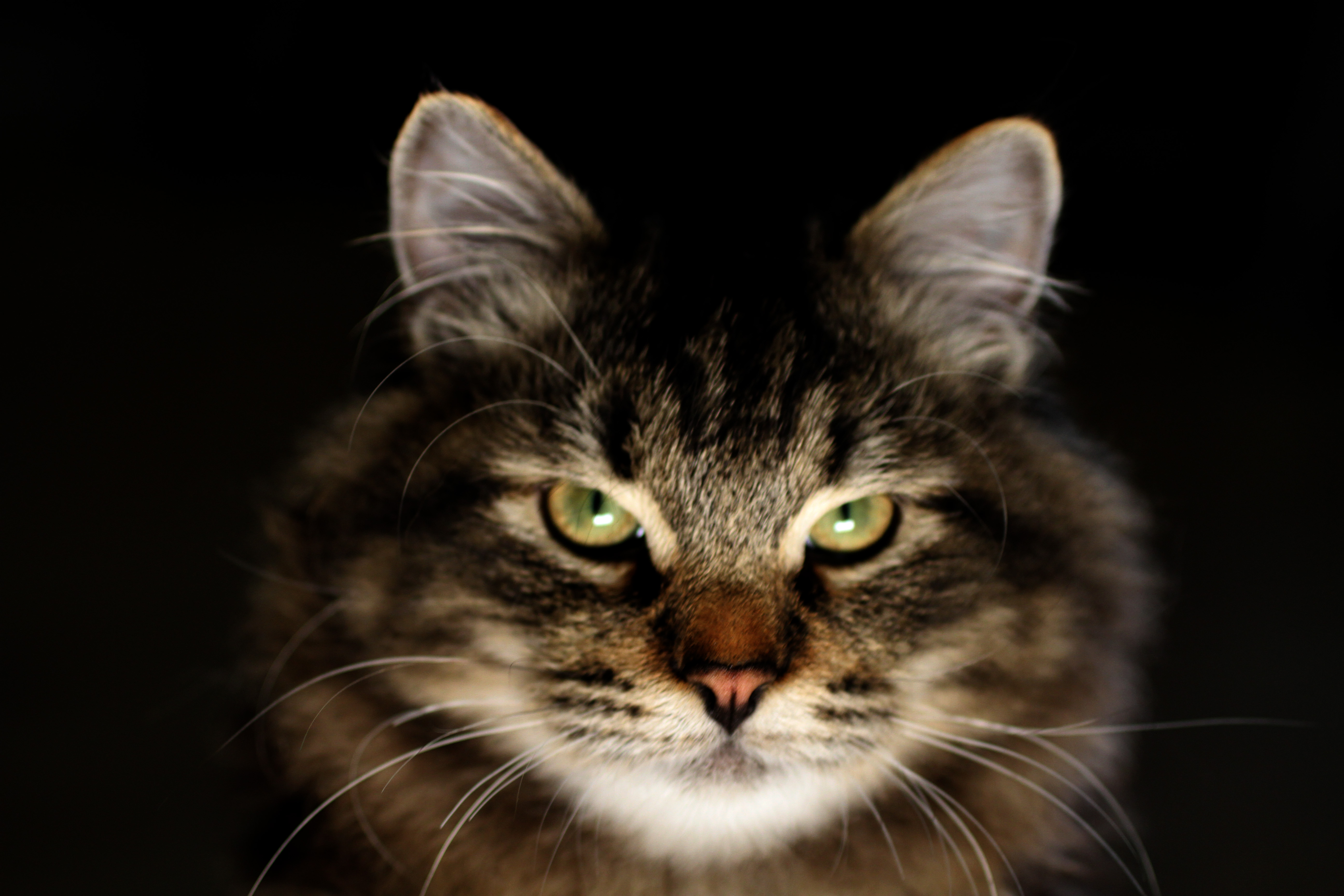 SiberMa.Gi.A. Samurai