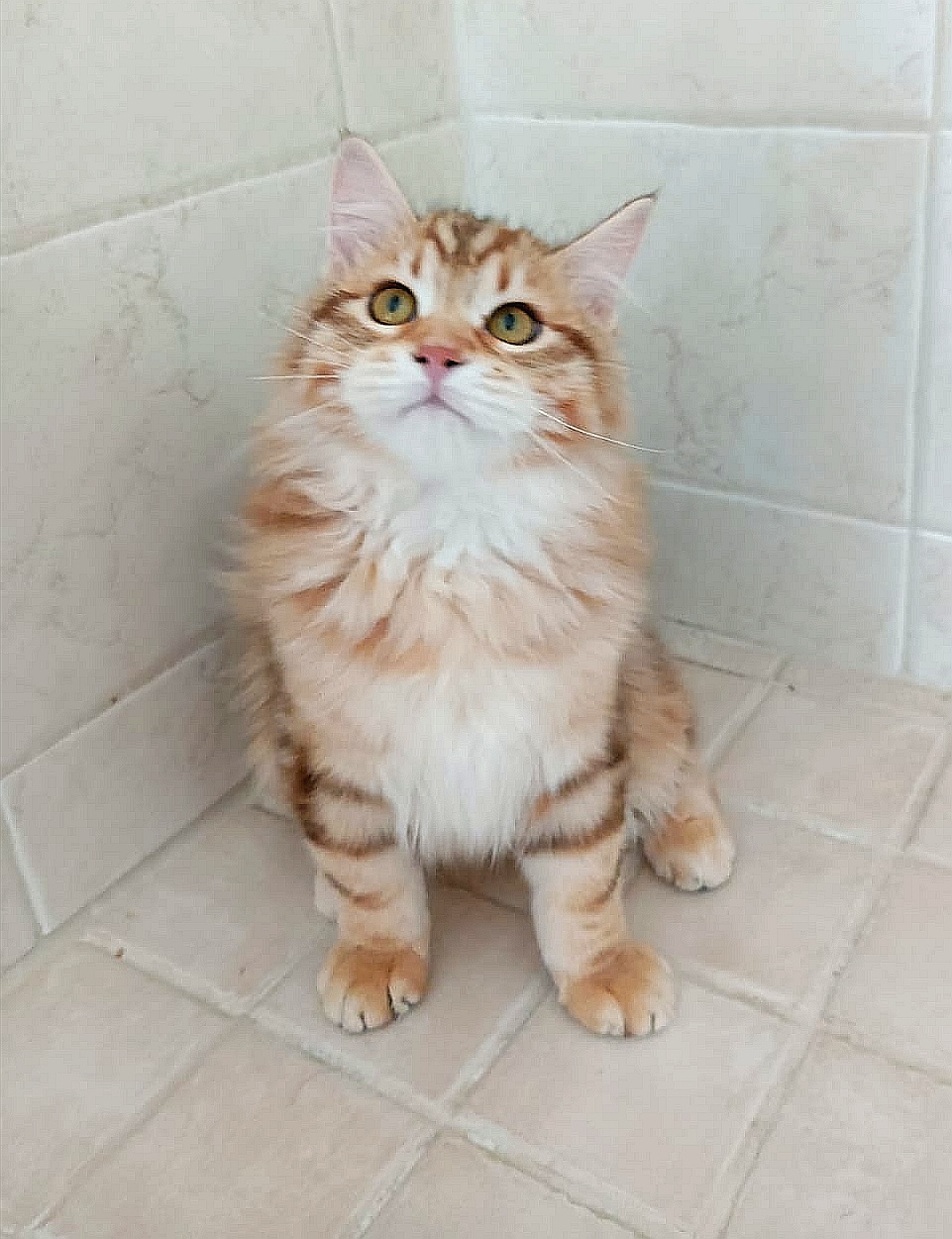Aslan of WinterBlood