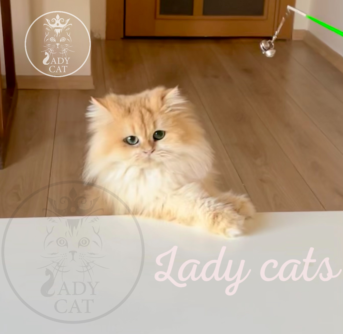 Master Koza Han Quinn