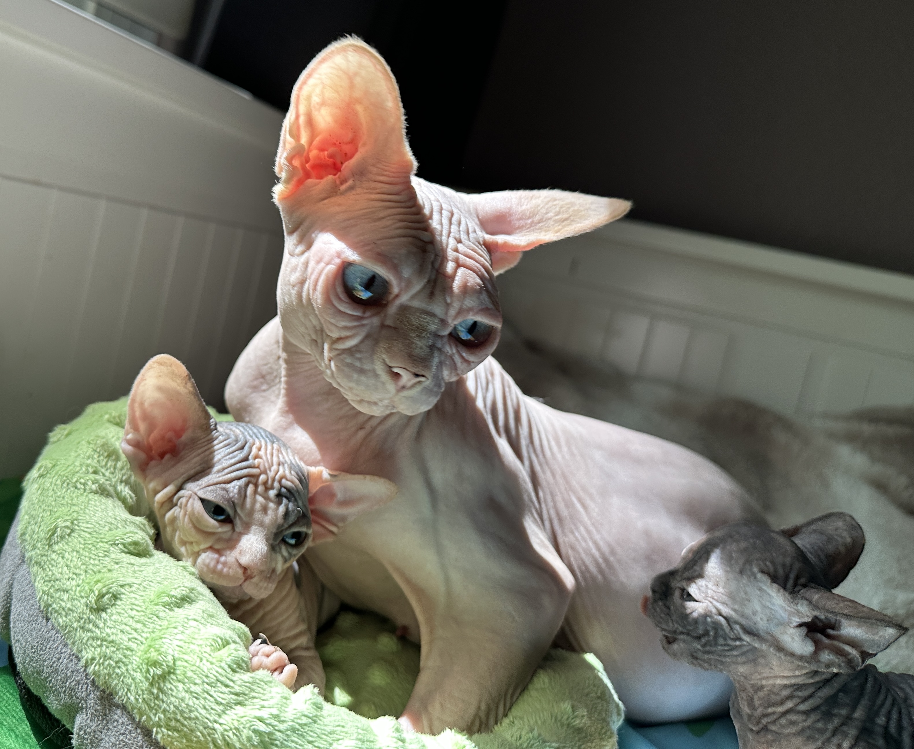 Calida Juli Muffinblue*DE