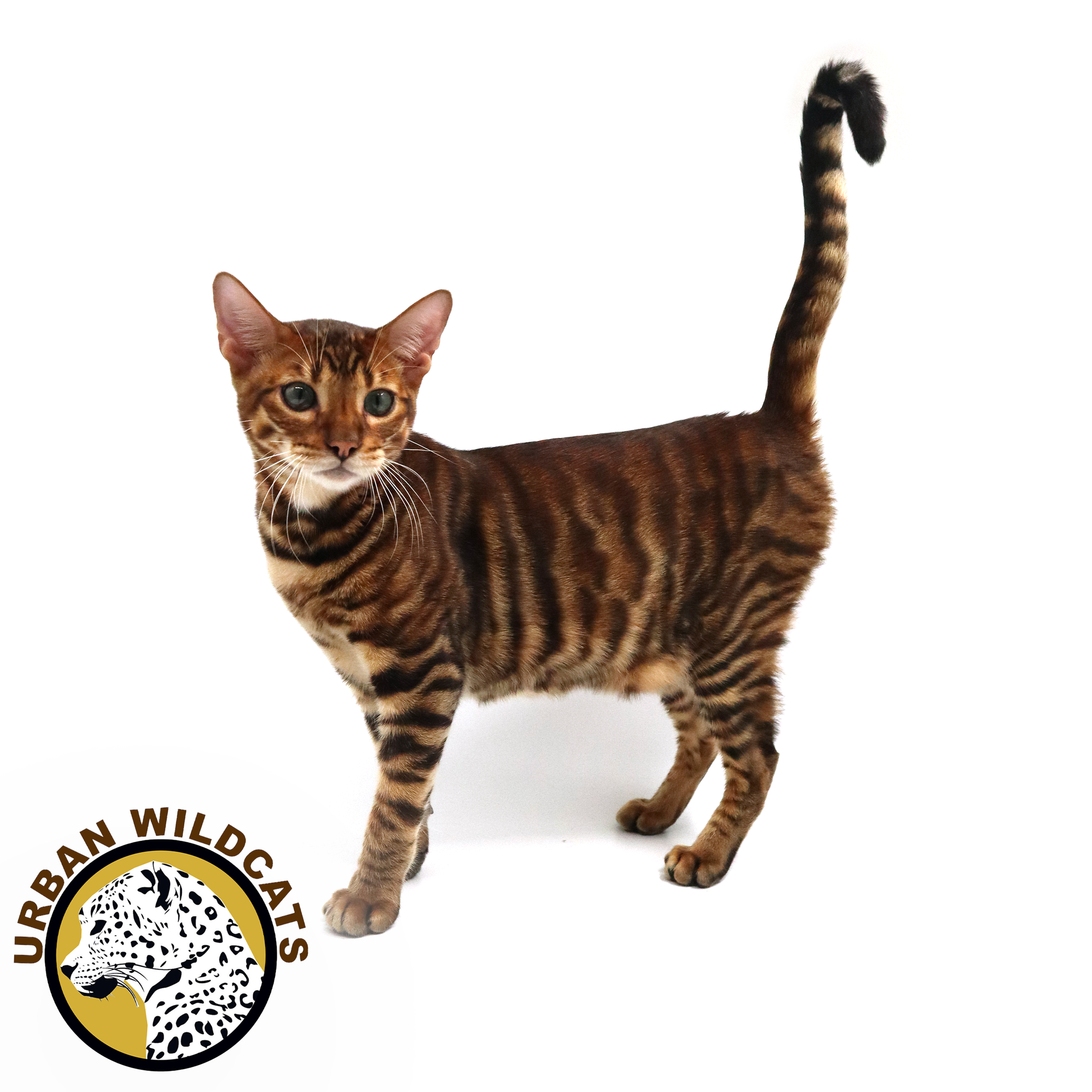 Royaltoygers Sultan of Urban Wild Corp.