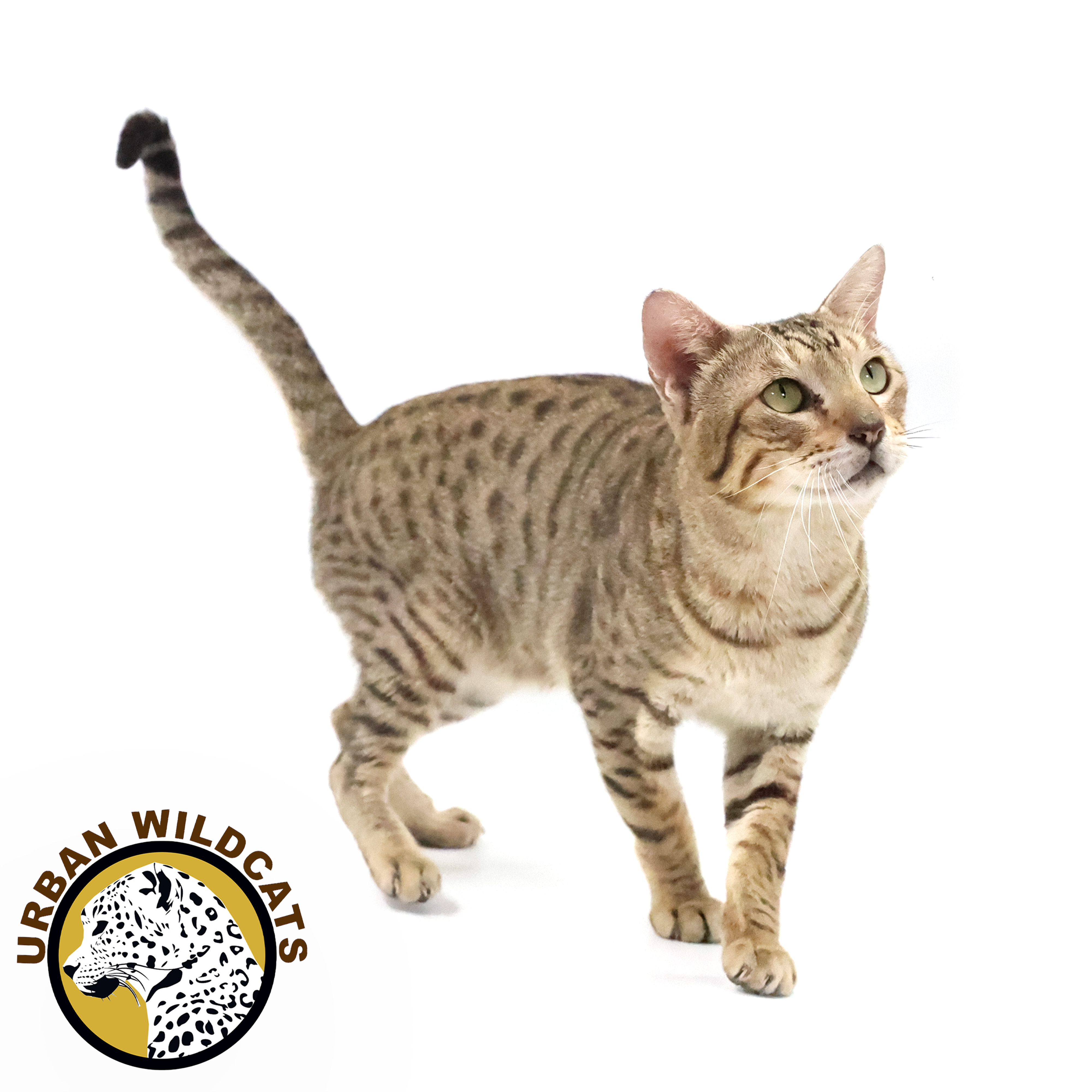 Gunther of Urban Wild Corp.