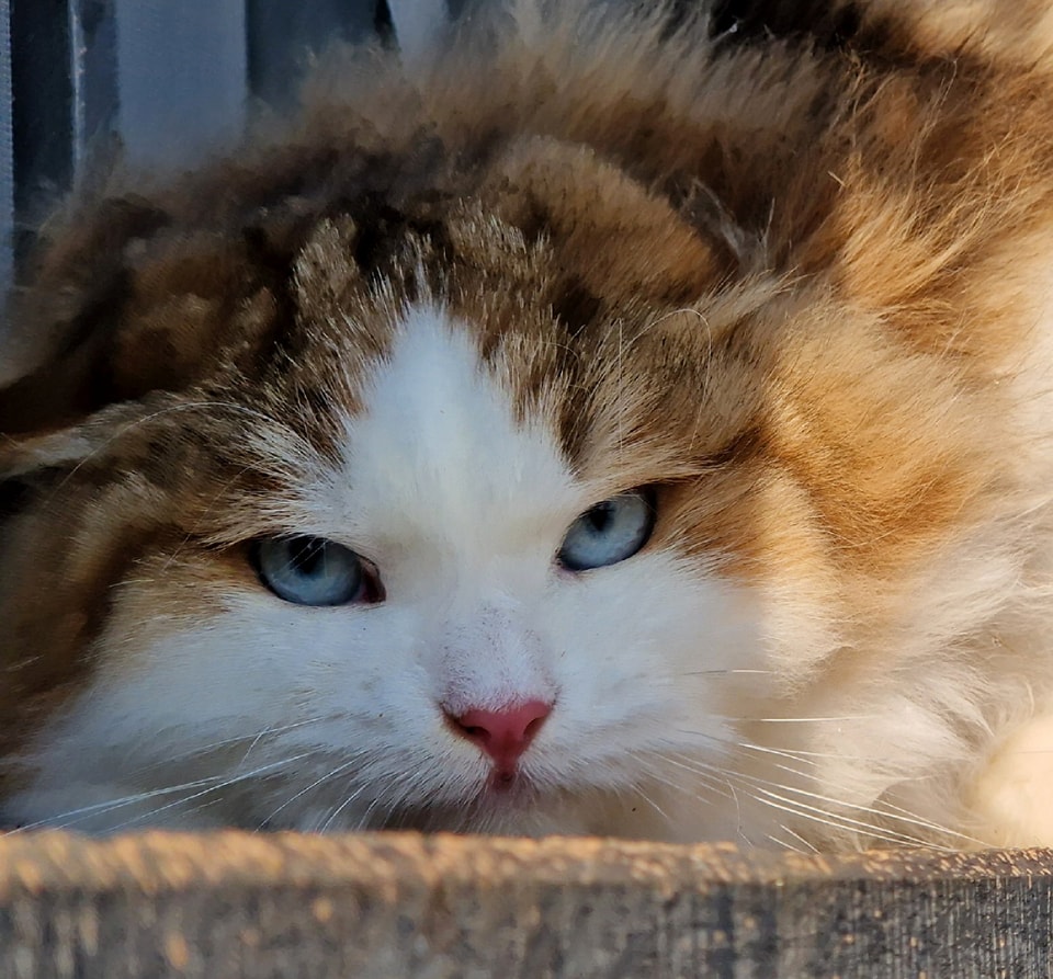 CH. Falco Coccole & Fusa