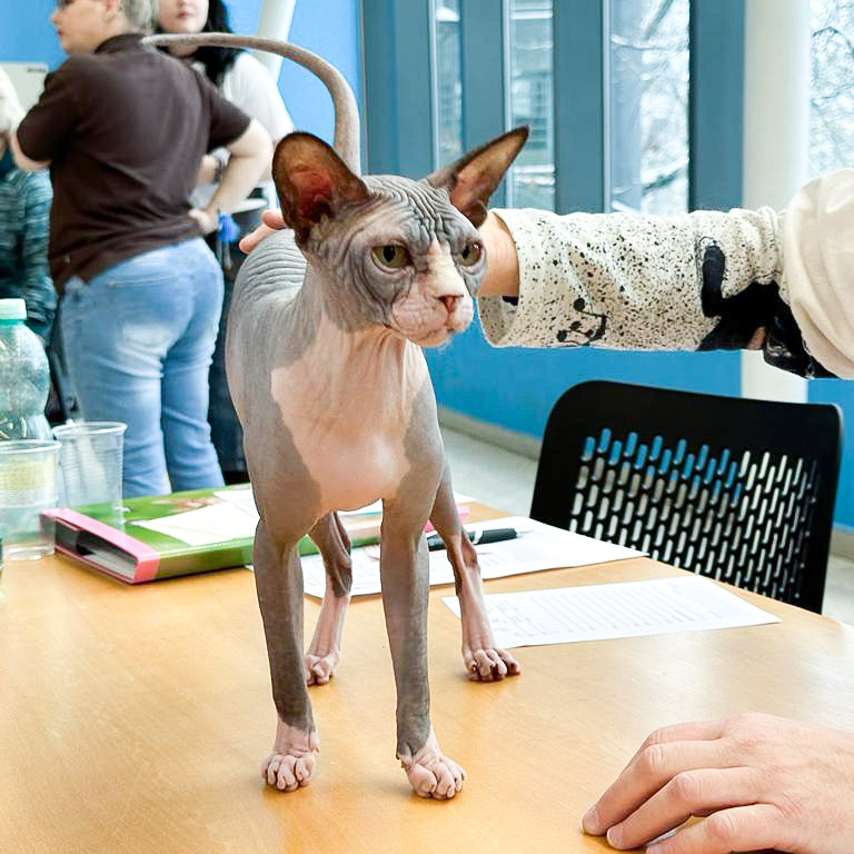 ICH. ZUPA Gymni Gata*PL