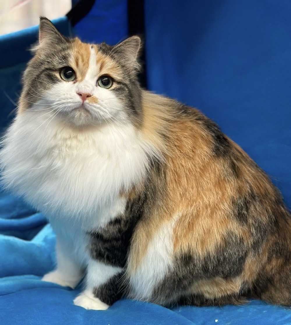 Tarantula Unique Blue*PL