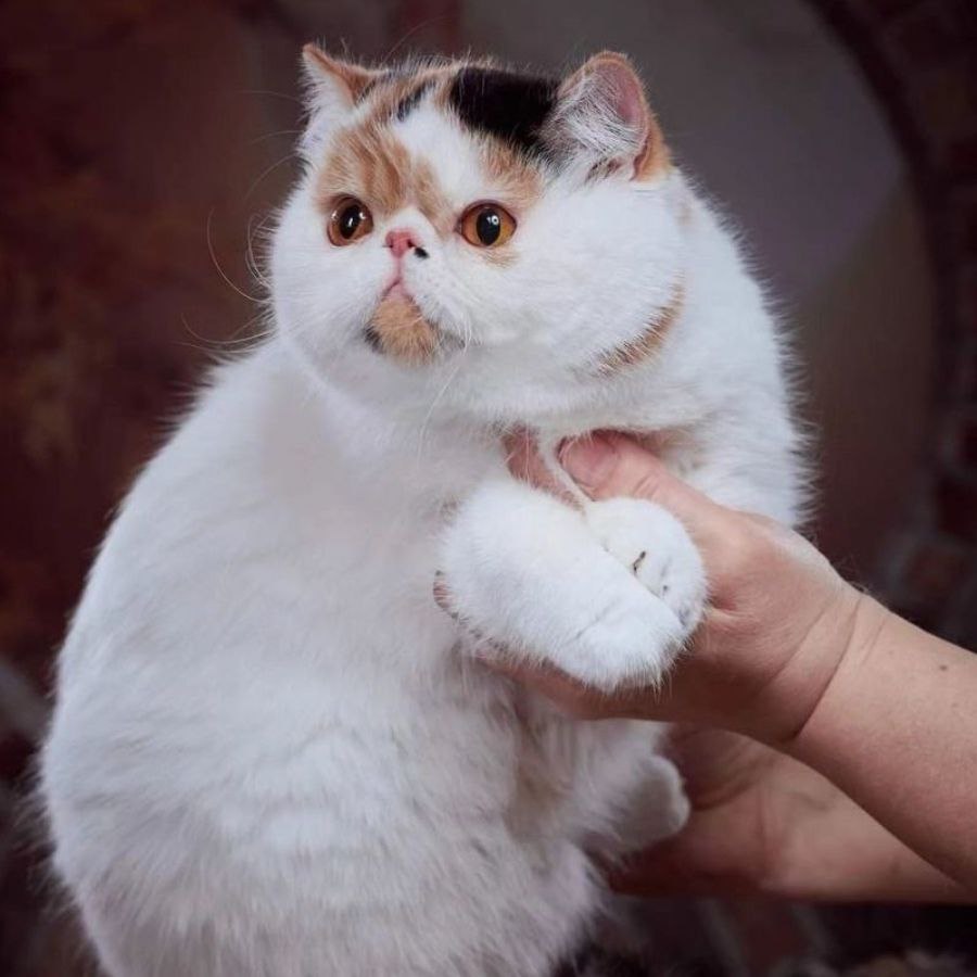 PaviOla Fleur-de-Lis Martini