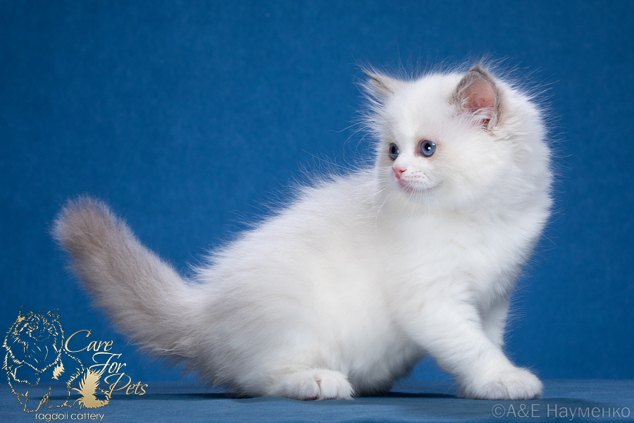 Zh'Emily CareForPets*RU