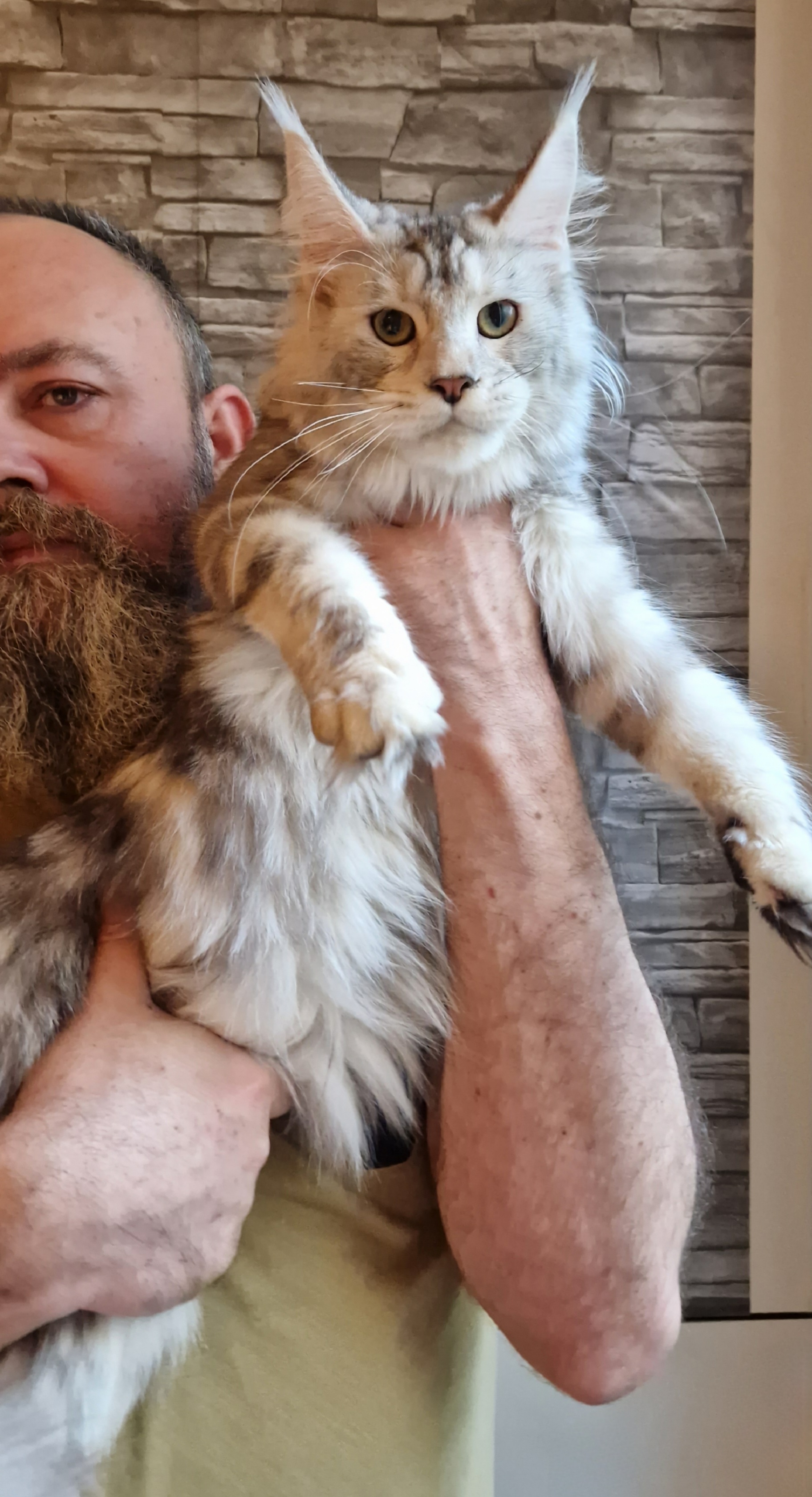 JCH HR*Beauty of Shades Mystique