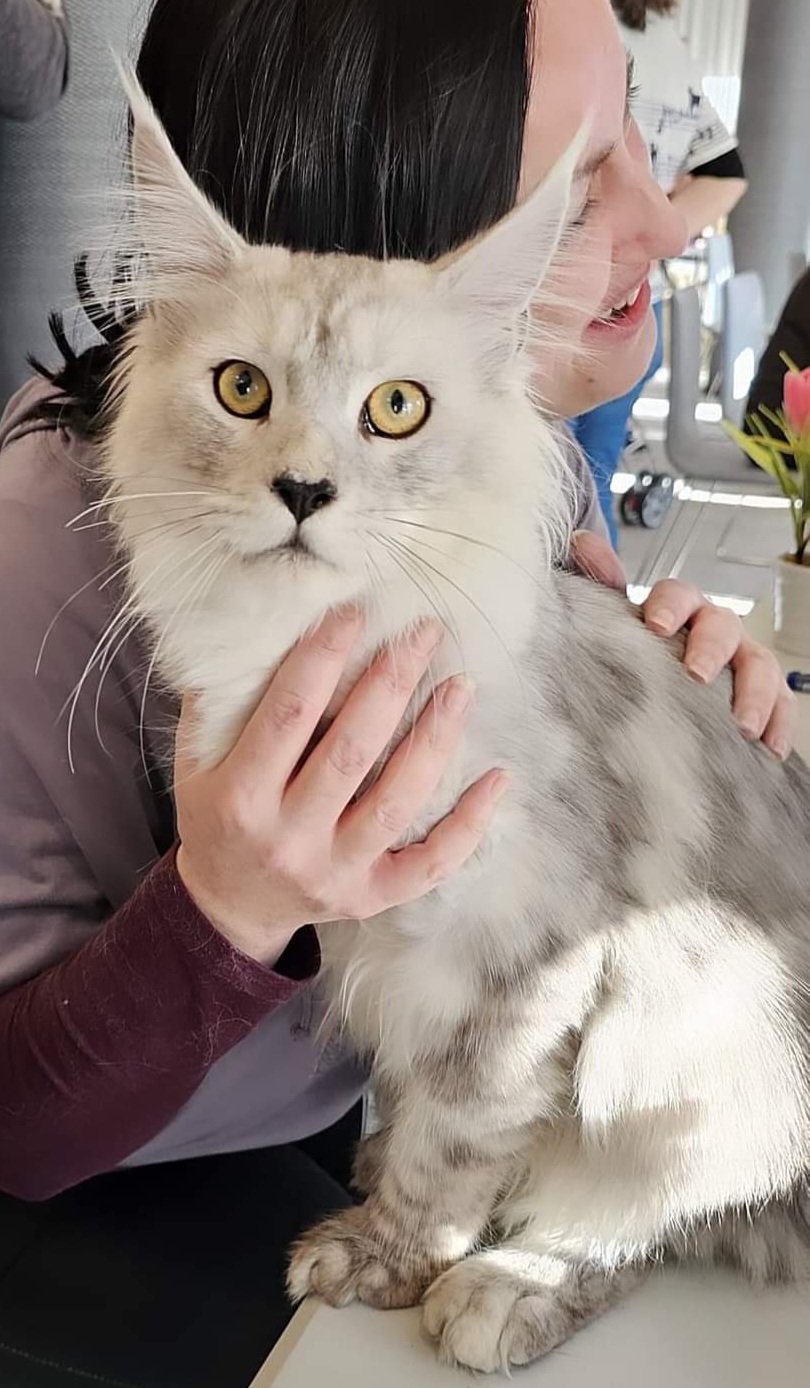 JCH HR*Beauty of Shades Odin