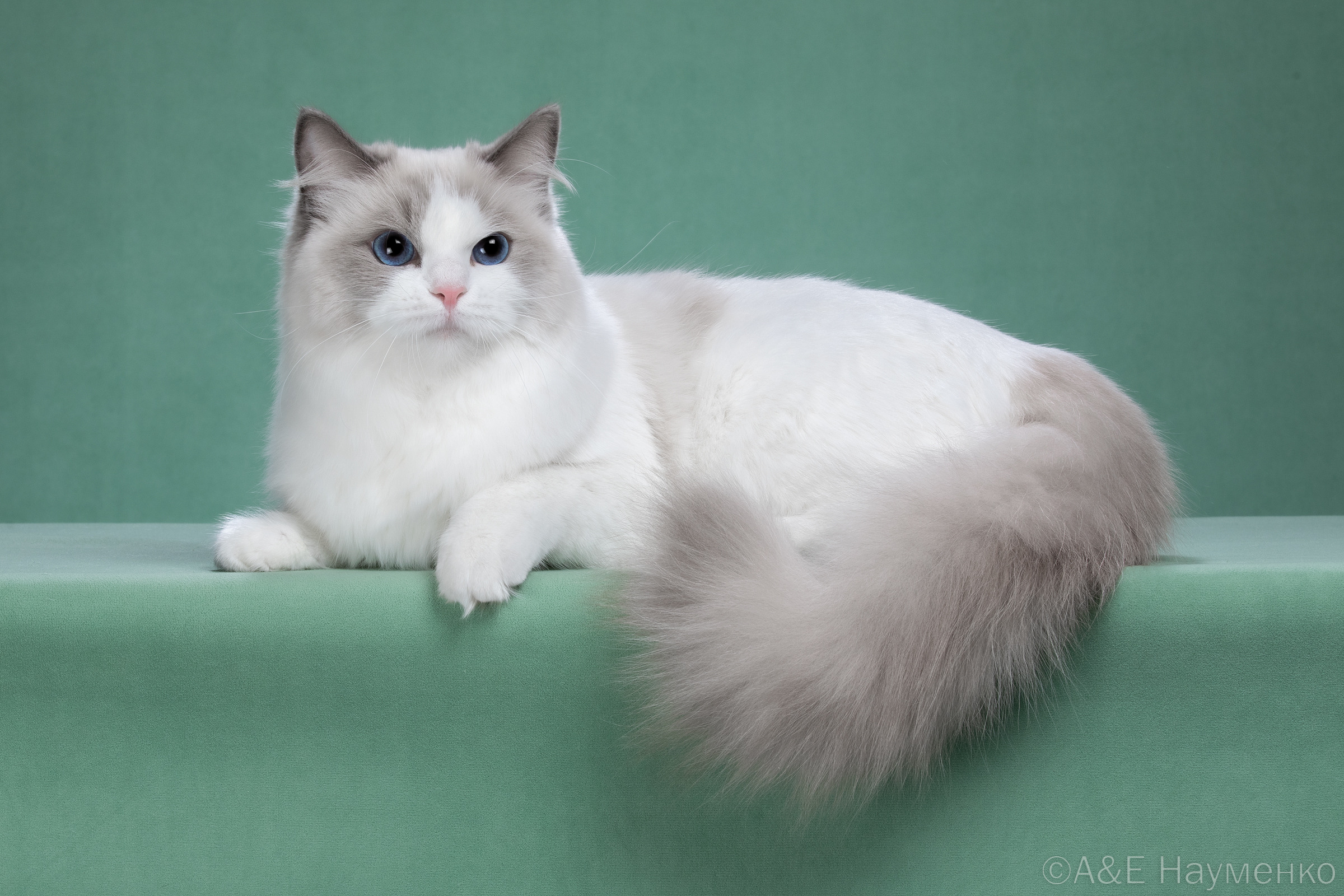 JCH. Aksi-Star Reborn Rich