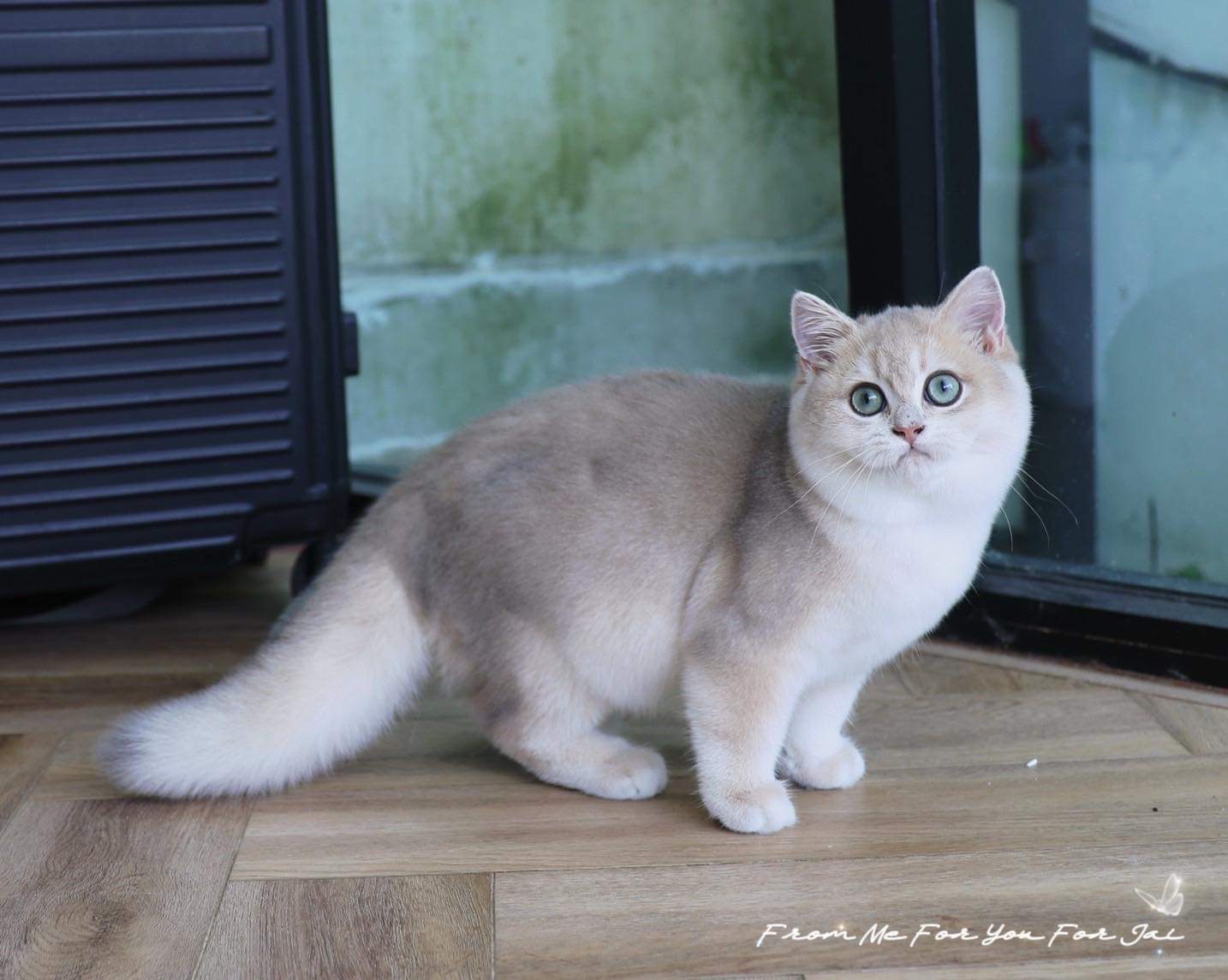 KCH. Vor-Diamond Bright Achi