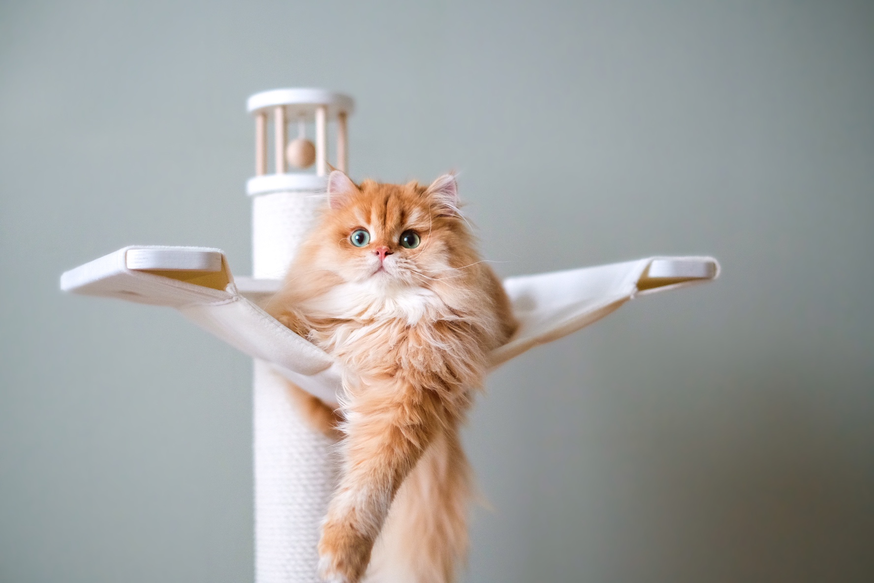 Mimifamily Lovely Barney