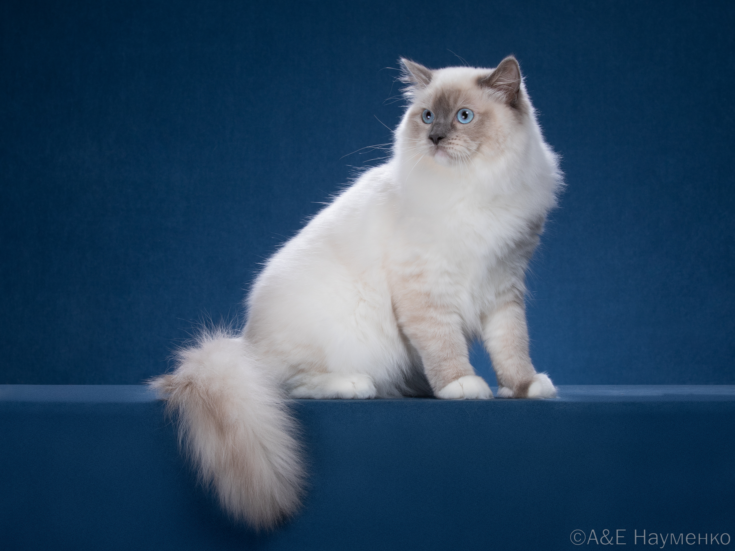 CH. Eva Sun Shine Doll*RU