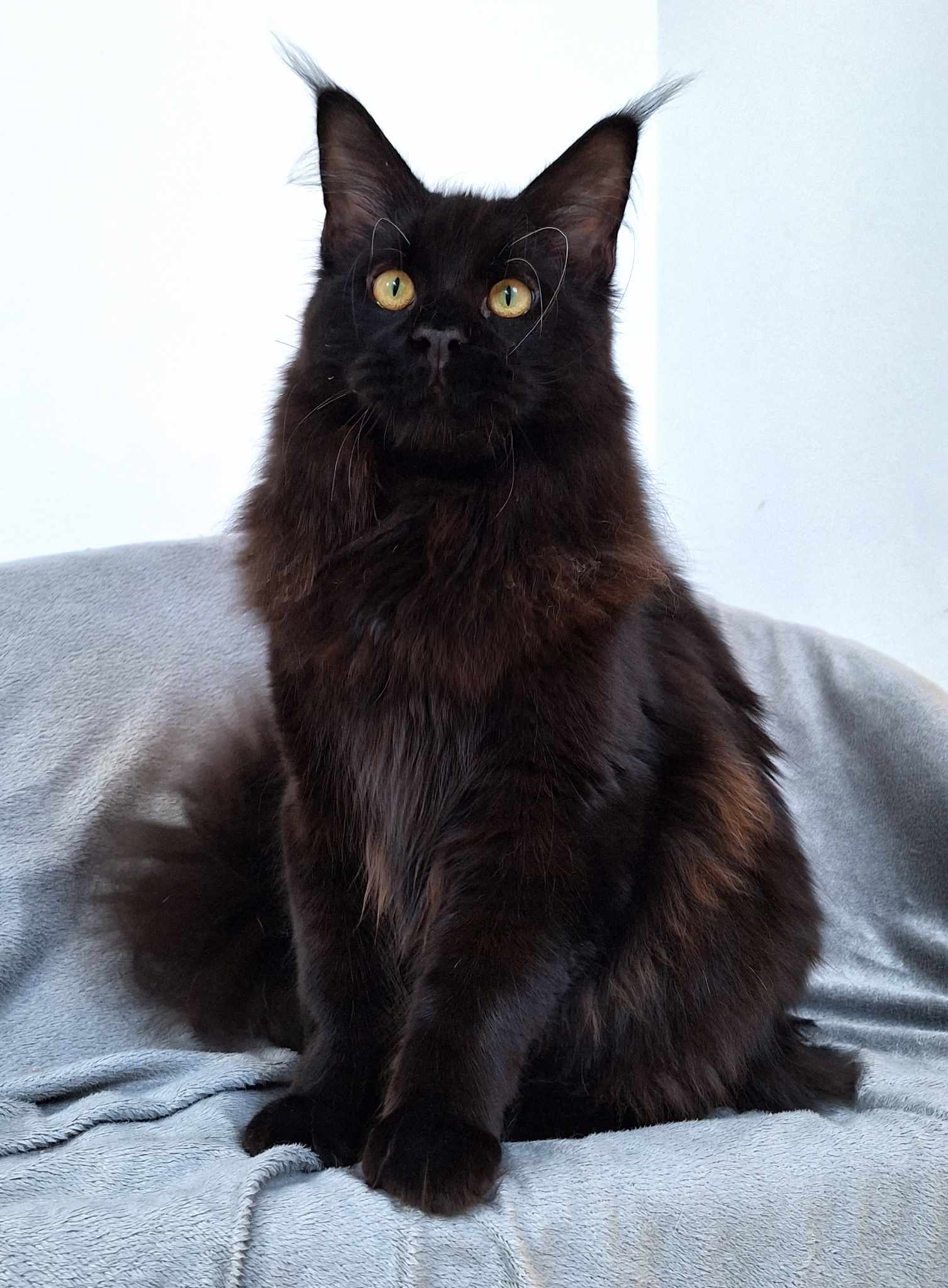 CH. Tango Bellamoondo