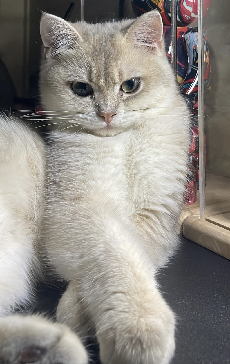 Ayla