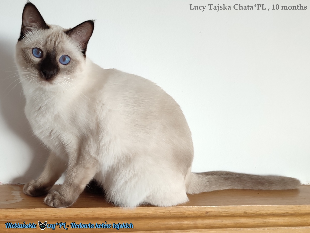 LUCY TAJSKA CHATA*PL