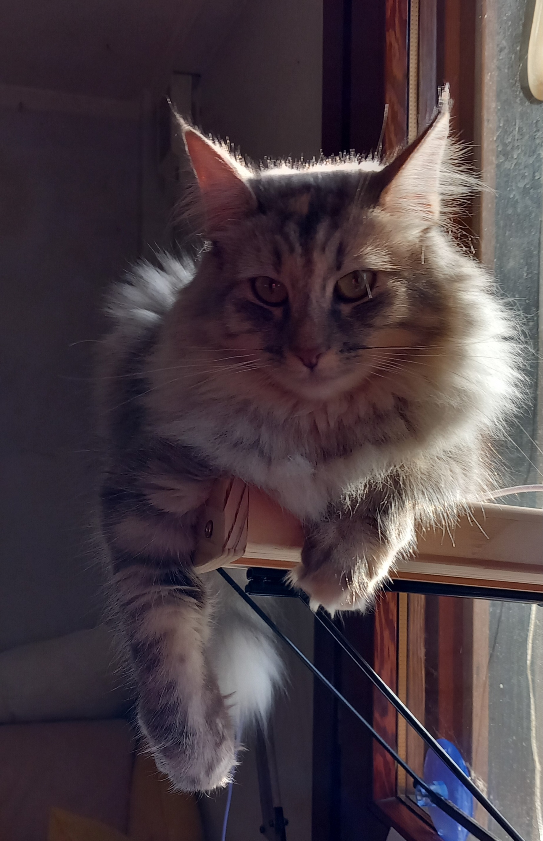 Edelweiss dei Gatti Vikinghi