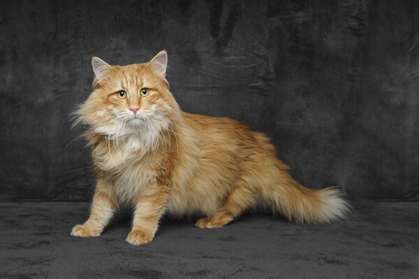 GECH. HR*Midola's Oskar