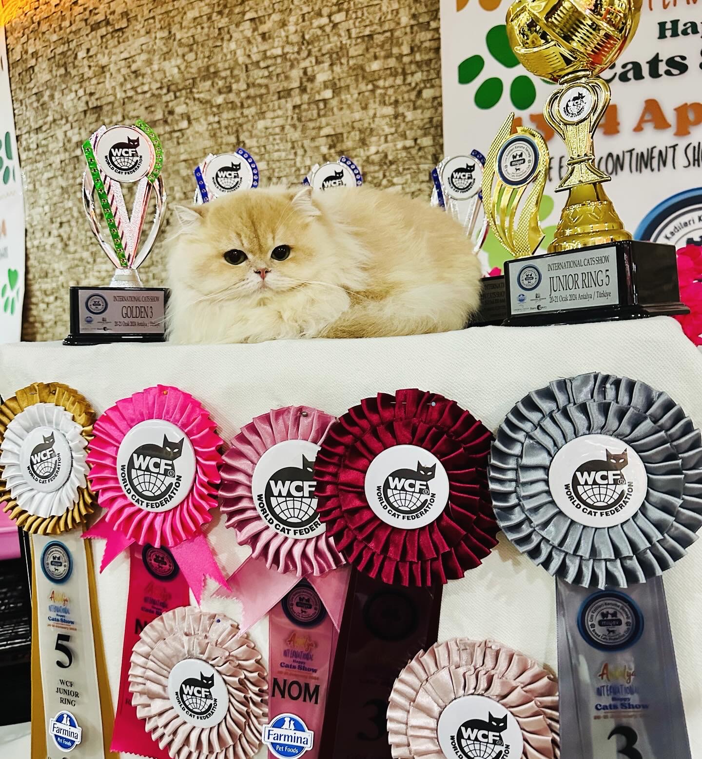 ICH. ICH Neon Smile Asia