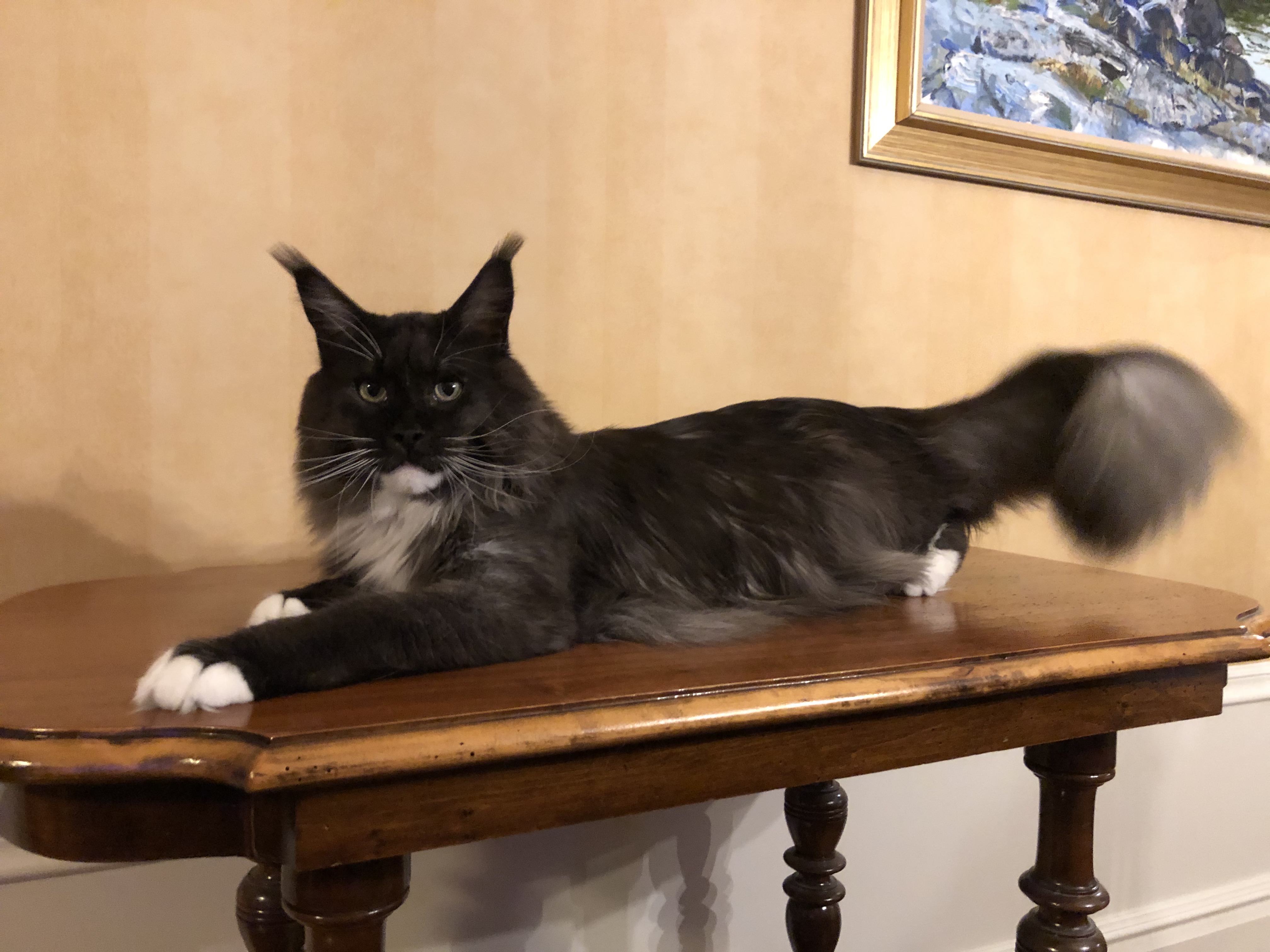 PR. WCF NW'22'24, SVERAK SP, CH Atlantic Acadia's Quick Silver