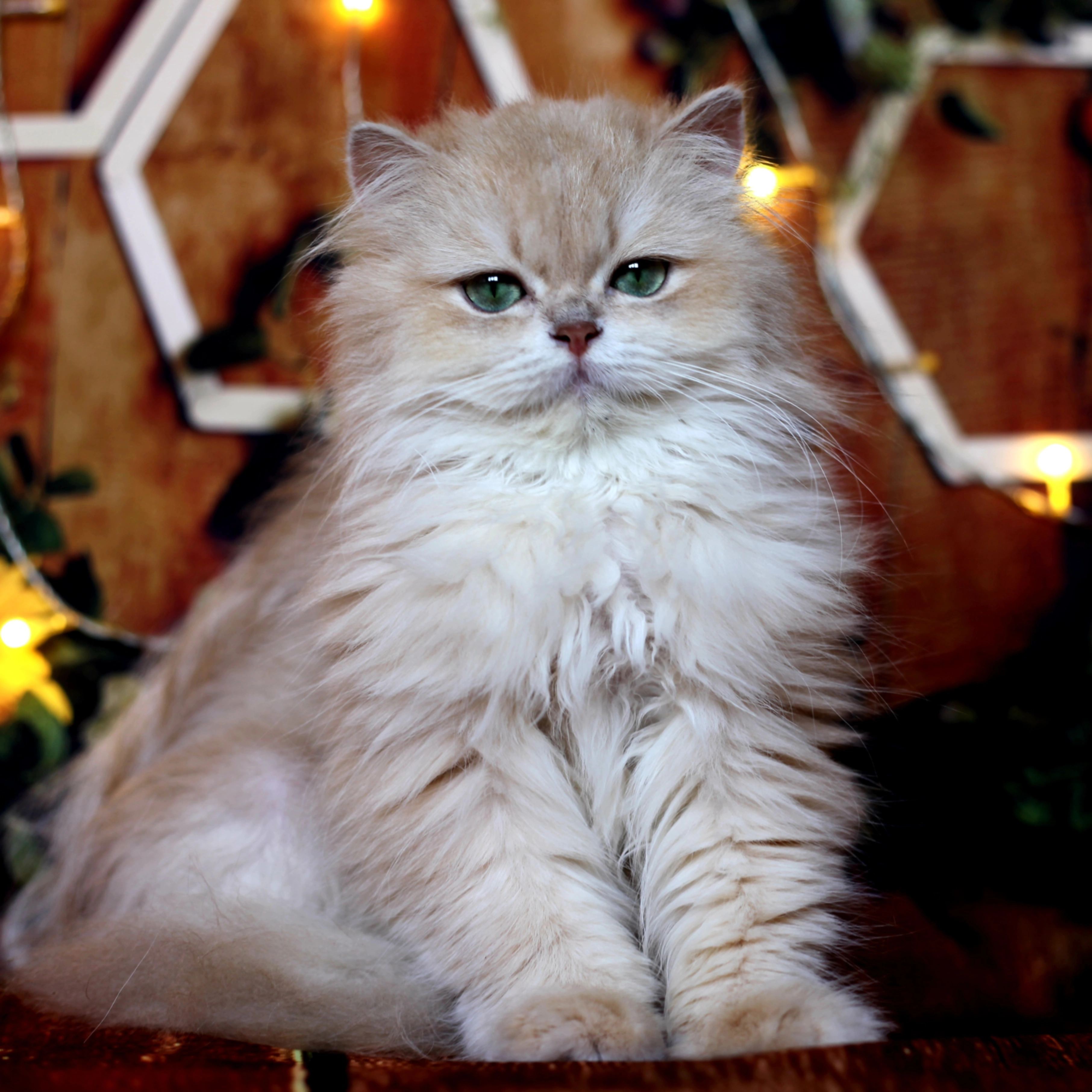 CH. Patikralligi Destina