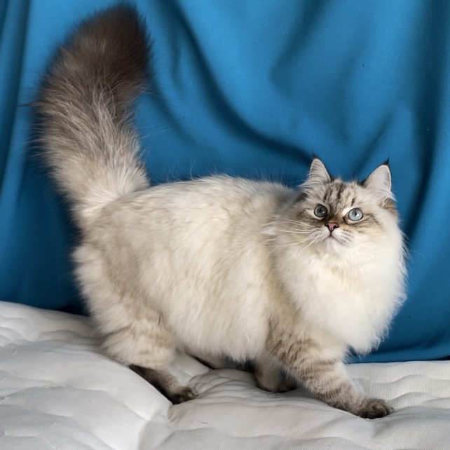 CH. Zoriana Larimur*UA