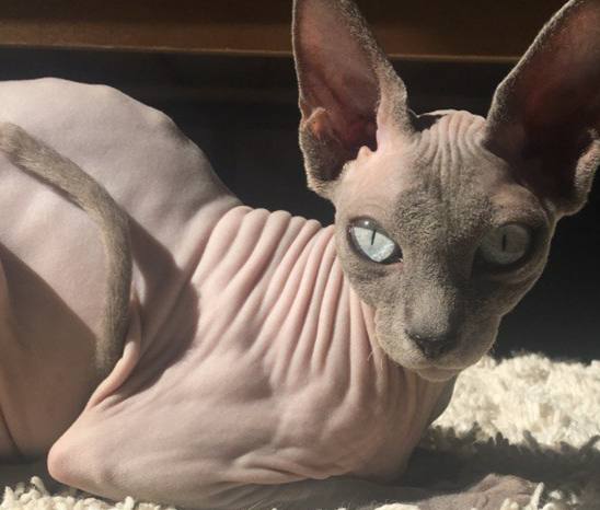 ESPFIR OZIRUS DAENERYS NYMPHA