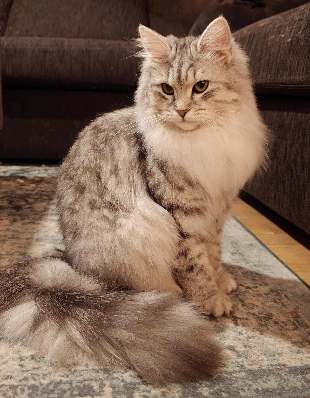 Anel’s Kittens Xandras LYCKA