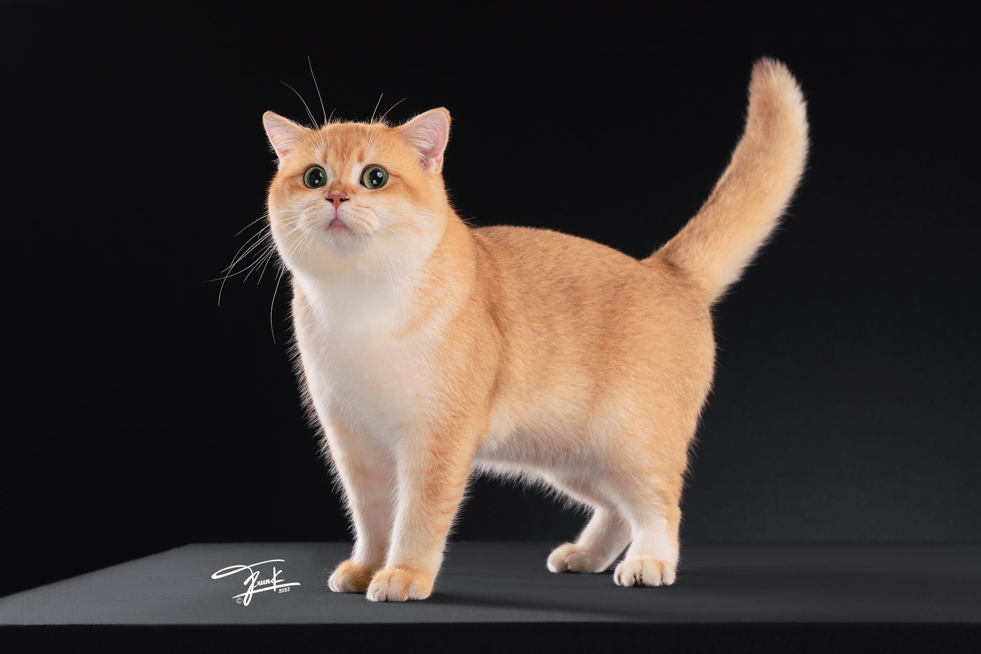 Sonder Thana Brooke Brilliant