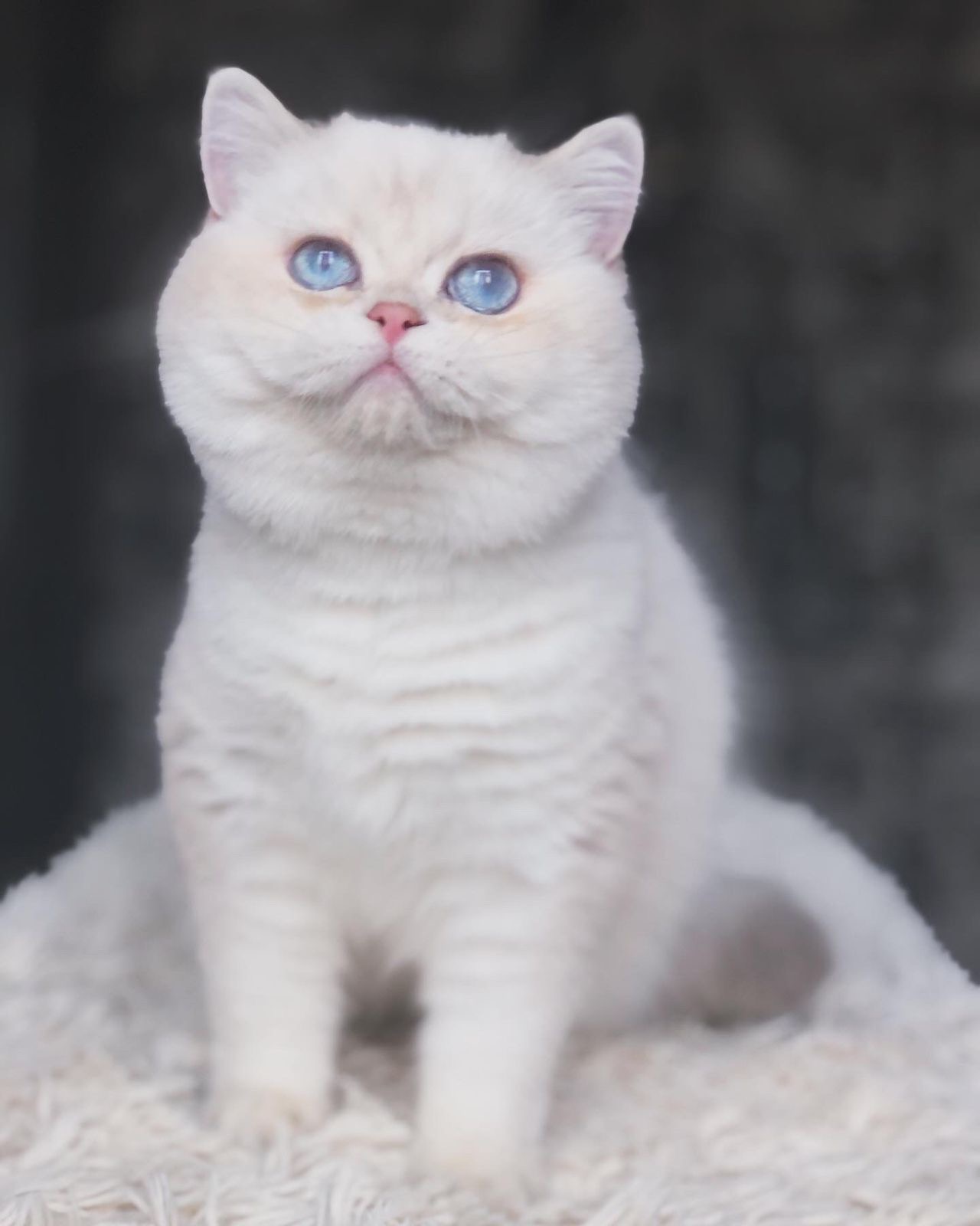 Wendy Darling Snowfox
