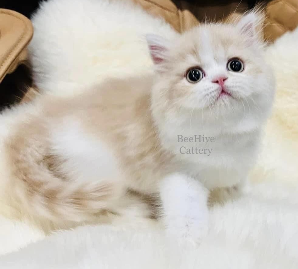 Beehive Irresistible Apollo