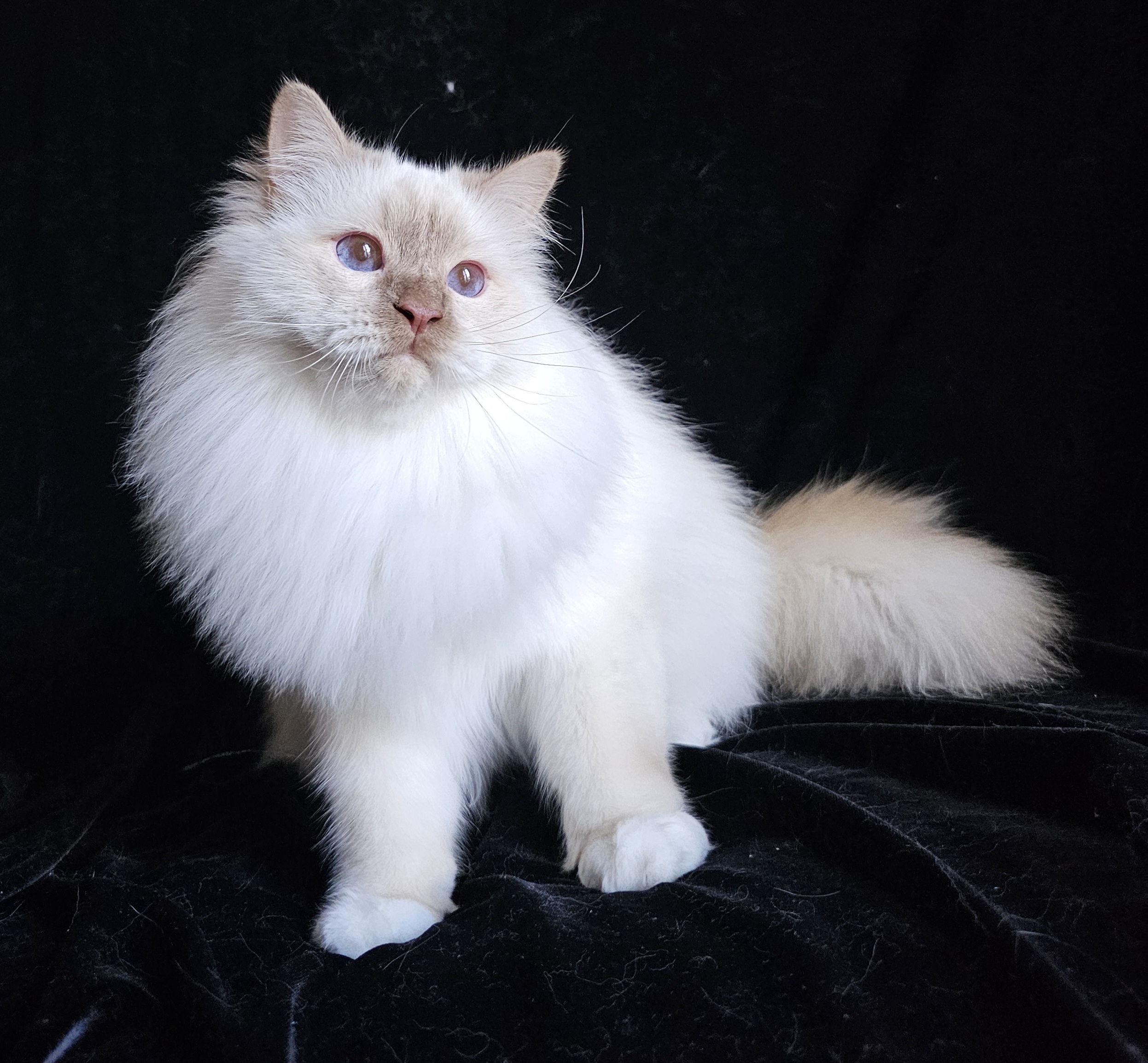 Trust On Me du Roc d'Aluze